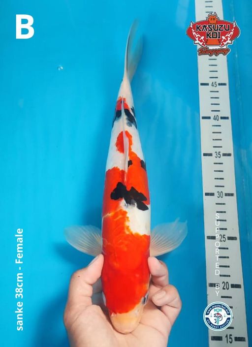 Lelang Koi Online, Jual Beli Ikan Koi, Pusat Jual Beli Koi, Info Lelang Koi Hari Ini, Platform Jual Beli Koi, Jual Beli Ikan Koi Online, Marketplace Ikan Koi, Jual Koi Terbaik, Tempat Beli Koi Berkualitas, Pasar Ikan Koi Online Terpercaya, Penjual Ikan Koi Terpercaya, Beli Koi Hias Online, Ikan Koi untuk Dijual, Koi Kualitas Terbaik, Toko Online Ikan Koi, Koi Hias Untuk Dijual, Jual Beli Ikan Koi Lokal, Koi Indonesia Online, Pusat Jual Beli Koi Terbesar