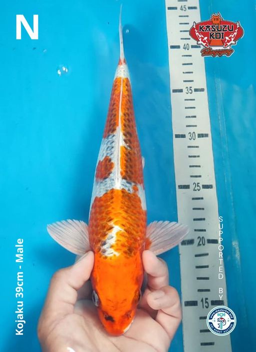 Lelang Koi Online, Jual Beli Ikan Koi, Pusat Jual Beli Koi, Info Lelang Koi Hari Ini, Platform Jual Beli Koi, Jual Beli Ikan Koi Online, Marketplace Ikan Koi, Jual Koi Terbaik, Tempat Beli Koi Berkualitas, Pasar Ikan Koi Online Terpercaya, Penjual Ikan Koi Terpercaya, Beli Koi Hias Online, Ikan Koi untuk Dijual, Koi Kualitas Terbaik, Toko Online Ikan Koi, Koi Hias Untuk Dijual, Jual Beli Ikan Koi Lokal, Koi Indonesia Online, Pusat Jual Beli Koi Terbesar