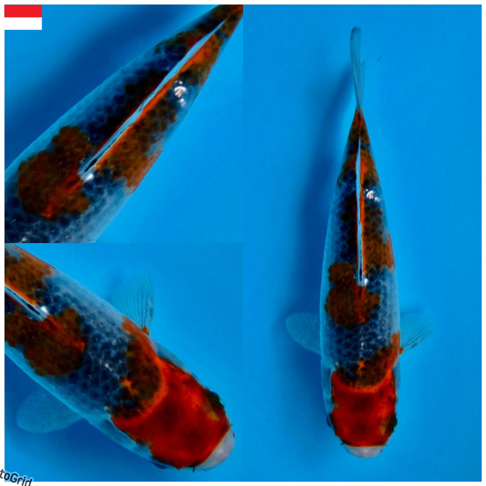 Ikan Koi GOSIKI SQ MALE 19cm, lelang koi GOSIKI SQ MALE 19cm, jual koi GOSIKI SQ MALE 19cm, beli koi GOSIKI SQ MALE 19cm, Lelang Koi Online, Jual Beli Ikan Koi, Pusat Jual Beli Koi, Info Lelang Koi Hari Ini, Platform Jual Beli Koi, Jual Beli Ikan Koi Online, Marketplace Ikan Koi, Jual Koi Terbaik, Tempat Beli Koi Berkualitas, Pasar Ikan Koi Online Terpercaya, Penjual Ikan Koi Terpercaya, Beli Koi Hias Online, Ikan Koi untuk Dijual, Koi Kualitas Terbaik, Toko Online Ikan Koi, Koi Hias Untuk Dijual, Jual Beli Ikan Koi Lokal, Koi Indonesia Online, Pusat Jual Beli Koi Terbesar