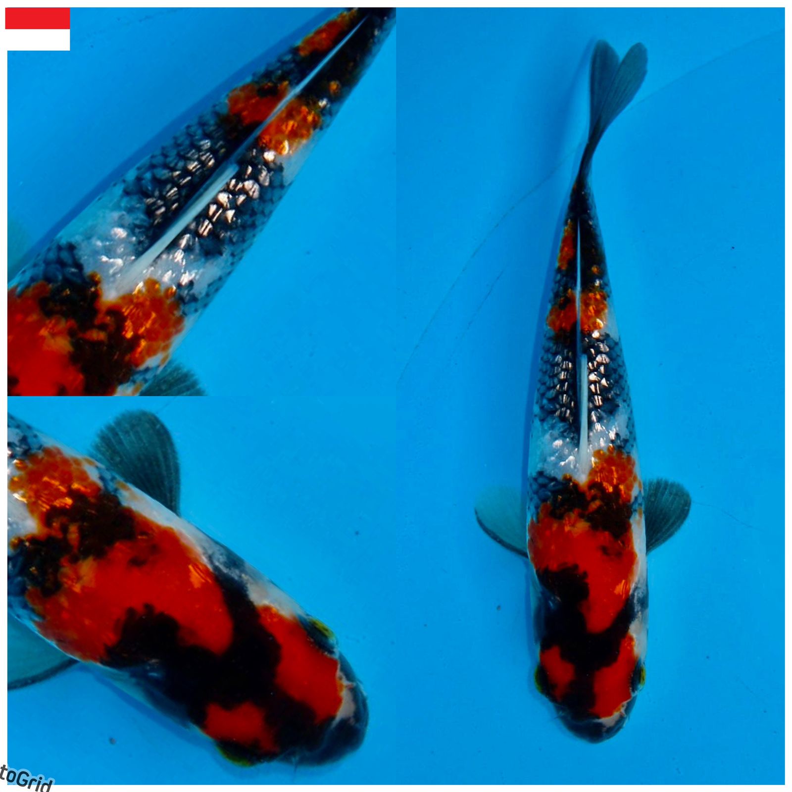 Ikan Koi SHOWA GINRIN SQ MALE 17cm, lelang koi SHOWA GINRIN SQ MALE 17cm, jual koi SHOWA GINRIN SQ MALE 17cm, beli koi SHOWA GINRIN SQ MALE 17cm, Lelang Koi Online, Jual Beli Ikan Koi, Pusat Jual Beli Koi, Info Lelang Koi Hari Ini, Platform Jual Beli Koi, Jual Beli Ikan Koi Online, Marketplace Ikan Koi, Jual Koi Terbaik, Tempat Beli Koi Berkualitas, Pasar Ikan Koi Online Terpercaya, Penjual Ikan Koi Terpercaya, Beli Koi Hias Online, Ikan Koi untuk Dijual, Koi Kualitas Terbaik, Toko Online Ikan Koi, Koi Hias Untuk Dijual, Jual Beli Ikan Koi Lokal, Koi Indonesia Online, Pusat Jual Beli Koi Terbesar