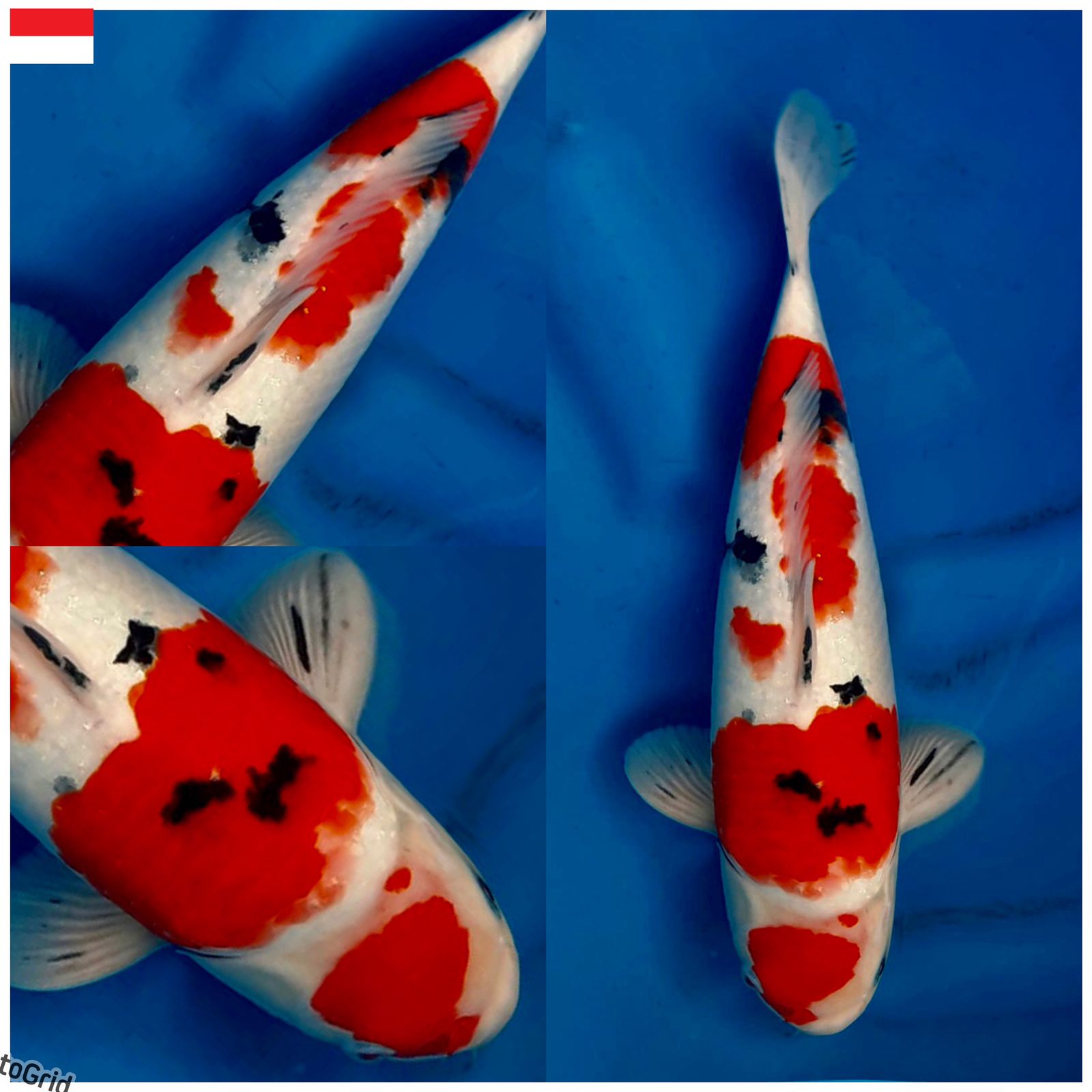 Ikan Koi SANKE MARUTEN ORI MALE 34cm, lelang koi SANKE MARUTEN ORI MALE 34cm, jual koi SANKE MARUTEN ORI MALE 34cm, beli koi SANKE MARUTEN ORI MALE 34cm, Lelang Koi Online, Jual Beli Ikan Koi, Pusat Jual Beli Koi, Info Lelang Koi Hari Ini, Platform Jual Beli Koi, Jual Beli Ikan Koi Online, Marketplace Ikan Koi, Jual Koi Terbaik, Tempat Beli Koi Berkualitas, Pasar Ikan Koi Online Terpercaya, Penjual Ikan Koi Terpercaya, Beli Koi Hias Online, Ikan Koi untuk Dijual, Koi Kualitas Terbaik, Toko Online Ikan Koi, Koi Hias Untuk Dijual, Jual Beli Ikan Koi Lokal, Koi Indonesia Online, Pusat Jual Beli Koi Terbesar
