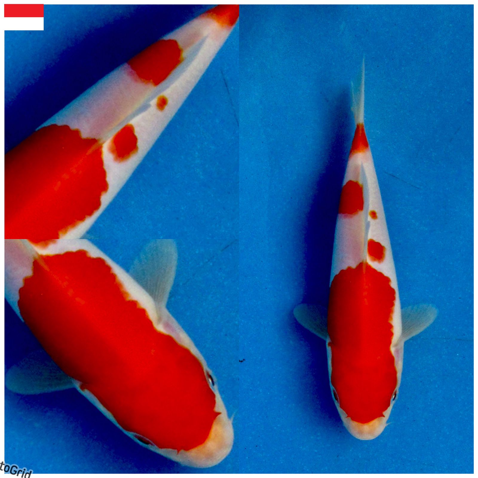 Ikan Koi KOHAKU BL SAKAI MALE 17cm, lelang koi KOHAKU BL SAKAI MALE 17cm, jual koi KOHAKU BL SAKAI MALE 17cm, beli koi KOHAKU BL SAKAI MALE 17cm, Lelang Koi Online, Jual Beli Ikan Koi, Pusat Jual Beli Koi, Info Lelang Koi Hari Ini, Platform Jual Beli Koi, Jual Beli Ikan Koi Online, Marketplace Ikan Koi, Jual Koi Terbaik, Tempat Beli Koi Berkualitas, Pasar Ikan Koi Online Terpercaya, Penjual Ikan Koi Terpercaya, Beli Koi Hias Online, Ikan Koi untuk Dijual, Koi Kualitas Terbaik, Toko Online Ikan Koi, Koi Hias Untuk Dijual, Jual Beli Ikan Koi Lokal, Koi Indonesia Online, Pusat Jual Beli Koi Terbesar