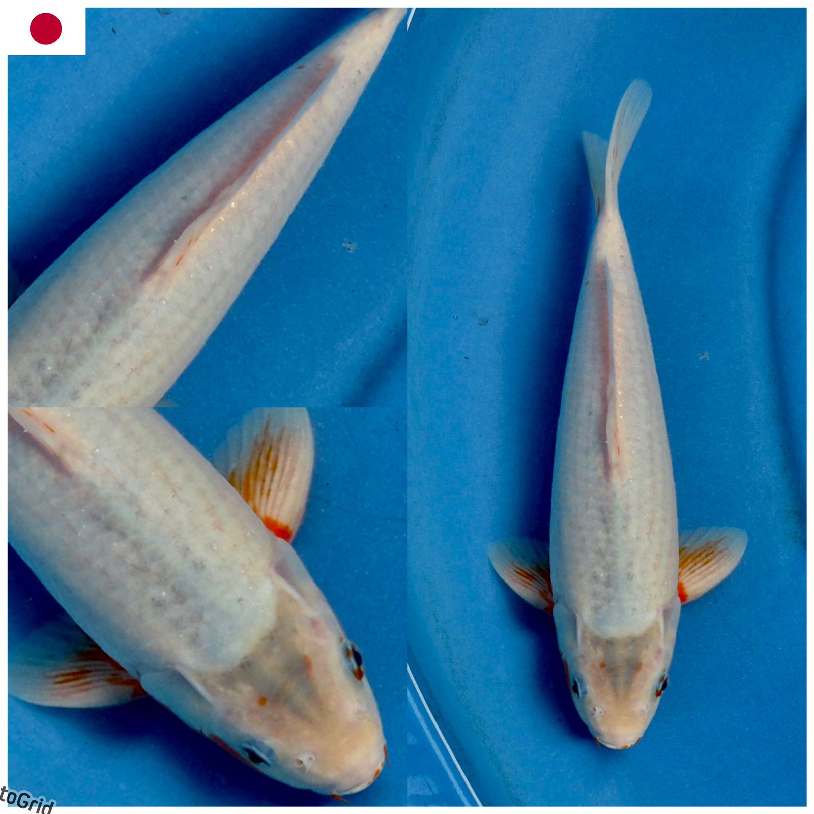 Ikan Koi YUKIASAGI MARUSAI NON SERTIFIKATMALE 30cm, lelang koi YUKIASAGI MARUSAI NON SERTIFIKATMALE 30cm, jual koi YUKIASAGI MARUSAI NON SERTIFIKATMALE 30cm, beli koi YUKIASAGI MARUSAI NON SERTIFIKATMALE 30cm, Lelang Koi Online, Jual Beli Ikan Koi, Pusat Jual Beli Koi, Info Lelang Koi Hari Ini, Platform Jual Beli Koi, Jual Beli Ikan Koi Online, Marketplace Ikan Koi, Jual Koi Terbaik, Tempat Beli Koi Berkualitas, Pasar Ikan Koi Online Terpercaya, Penjual Ikan Koi Terpercaya, Beli Koi Hias Online, Ikan Koi untuk Dijual, Koi Kualitas Terbaik, Toko Online Ikan Koi, Koi Hias Untuk Dijual, Jual Beli Ikan Koi Lokal, Koi Indonesia Online, Pusat Jual Beli Koi Terbesar