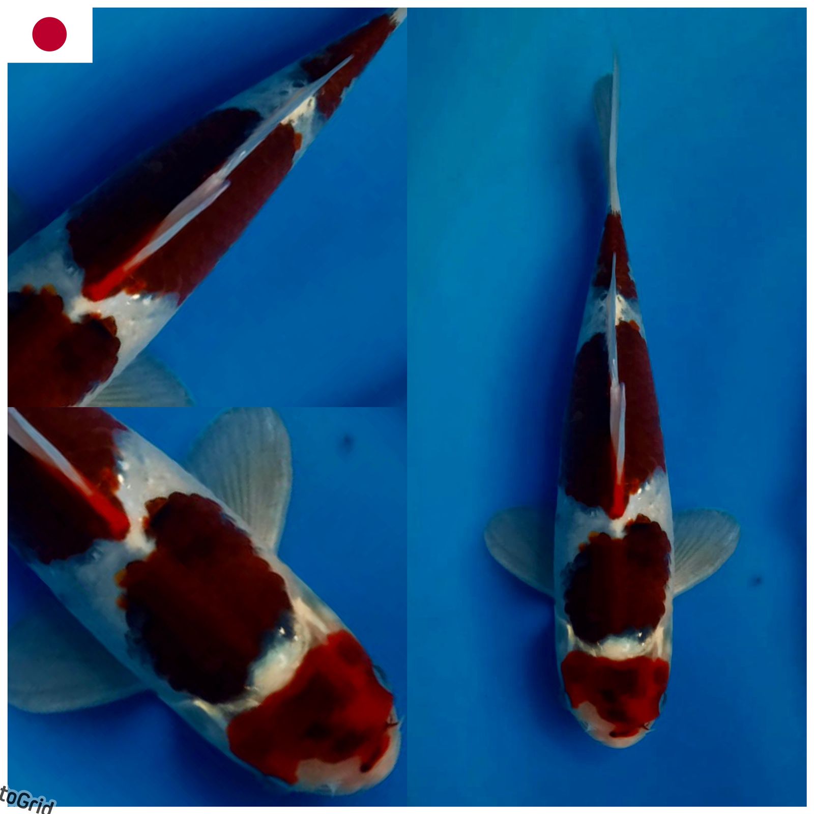 Ikan Koi GOROMO IMPORT NON SERTIFIKATMALE 27cm, lelang koi GOROMO IMPORT NON SERTIFIKATMALE 27cm, jual koi GOROMO IMPORT NON SERTIFIKATMALE 27cm, beli koi GOROMO IMPORT NON SERTIFIKATMALE 27cm, Lelang Koi Online, Jual Beli Ikan Koi, Pusat Jual Beli Koi, Info Lelang Koi Hari Ini, Platform Jual Beli Koi, Jual Beli Ikan Koi Online, Marketplace Ikan Koi, Jual Koi Terbaik, Tempat Beli Koi Berkualitas, Pasar Ikan Koi Online Terpercaya, Penjual Ikan Koi Terpercaya, Beli Koi Hias Online, Ikan Koi untuk Dijual, Koi Kualitas Terbaik, Toko Online Ikan Koi, Koi Hias Untuk Dijual, Jual Beli Ikan Koi Lokal, Koi Indonesia Online, Pusat Jual Beli Koi Terbesar