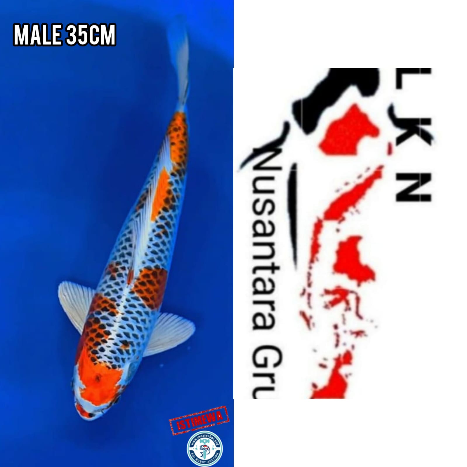 Ikan Koi SUPER IKAN SULTAN KUJAKU ISTIMEWA LOKASI IKAN DI BLITAR 35cm, lelang koi SUPER IKAN SULTAN KUJAKU ISTIMEWA LOKASI IKAN DI BLITAR 35cm, jual koi SUPER IKAN SULTAN KUJAKU ISTIMEWA LOKASI IKAN DI BLITAR 35cm, beli koi SUPER IKAN SULTAN KUJAKU ISTIMEWA LOKASI IKAN DI BLITAR 35cm, Lelang Koi Online, Jual Beli Ikan Koi, Pusat Jual Beli Koi, Info Lelang Koi Hari Ini, Platform Jual Beli Koi, Jual Beli Ikan Koi Online, Marketplace Ikan Koi, Jual Koi Terbaik, Tempat Beli Koi Berkualitas, Pasar Ikan Koi Online Terpercaya, Penjual Ikan Koi Terpercaya, Beli Koi Hias Online, Ikan Koi untuk Dijual, Koi Kualitas Terbaik, Toko Online Ikan Koi, Koi Hias Untuk Dijual, Jual Beli Ikan Koi Lokal, Koi Indonesia Online, Pusat Jual Beli Koi Terbesar