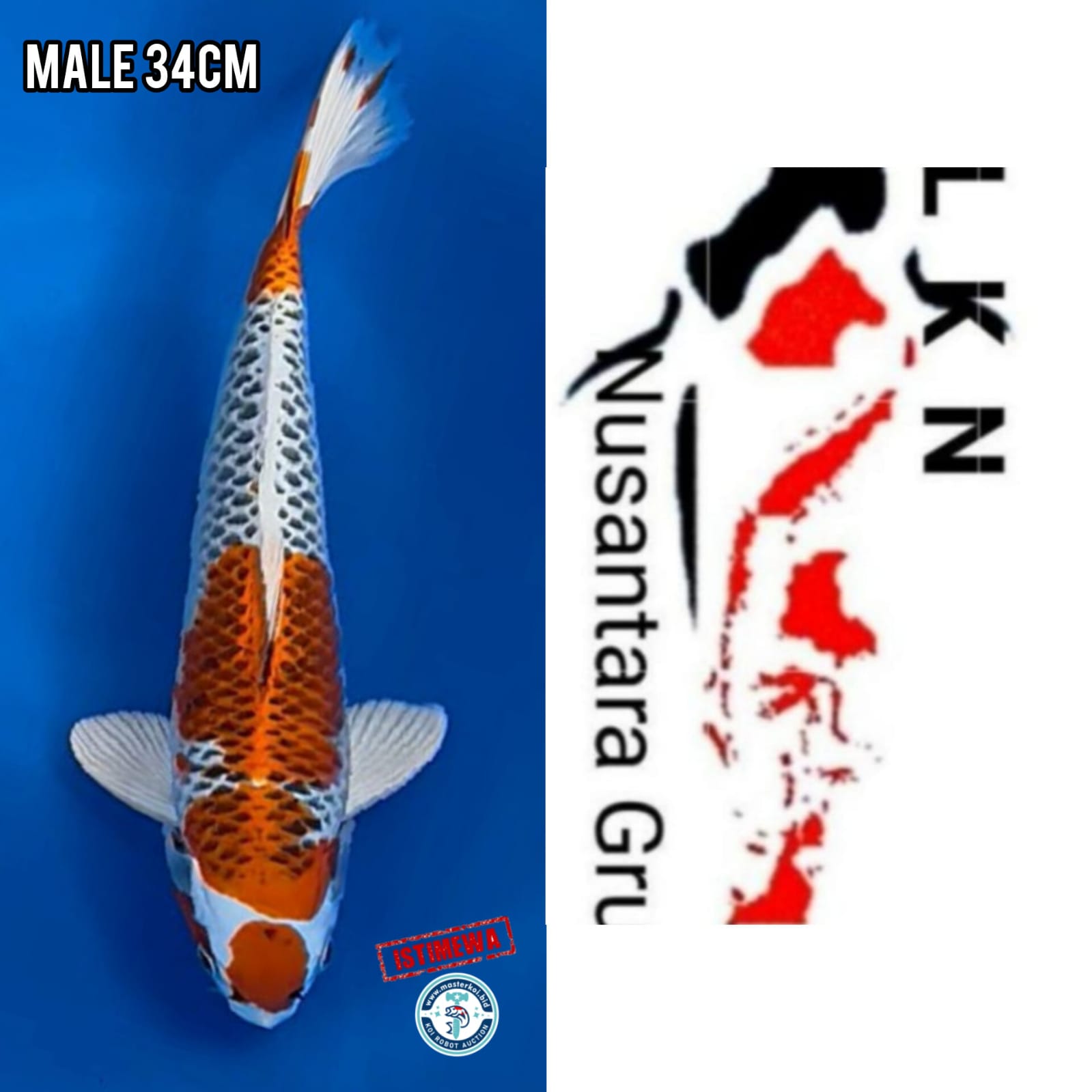 Ikan Koi SUPER IKAN SULTAN KUJAKU ISTIMEWA LOKASI IKAN DI BLITAR 34cm, lelang koi SUPER IKAN SULTAN KUJAKU ISTIMEWA LOKASI IKAN DI BLITAR 34cm, jual koi SUPER IKAN SULTAN KUJAKU ISTIMEWA LOKASI IKAN DI BLITAR 34cm, beli koi SUPER IKAN SULTAN KUJAKU ISTIMEWA LOKASI IKAN DI BLITAR 34cm, Lelang Koi Online, Jual Beli Ikan Koi, Pusat Jual Beli Koi, Info Lelang Koi Hari Ini, Platform Jual Beli Koi, Jual Beli Ikan Koi Online, Marketplace Ikan Koi, Jual Koi Terbaik, Tempat Beli Koi Berkualitas, Pasar Ikan Koi Online Terpercaya, Penjual Ikan Koi Terpercaya, Beli Koi Hias Online, Ikan Koi untuk Dijual, Koi Kualitas Terbaik, Toko Online Ikan Koi, Koi Hias Untuk Dijual, Jual Beli Ikan Koi Lokal, Koi Indonesia Online, Pusat Jual Beli Koi Terbesar