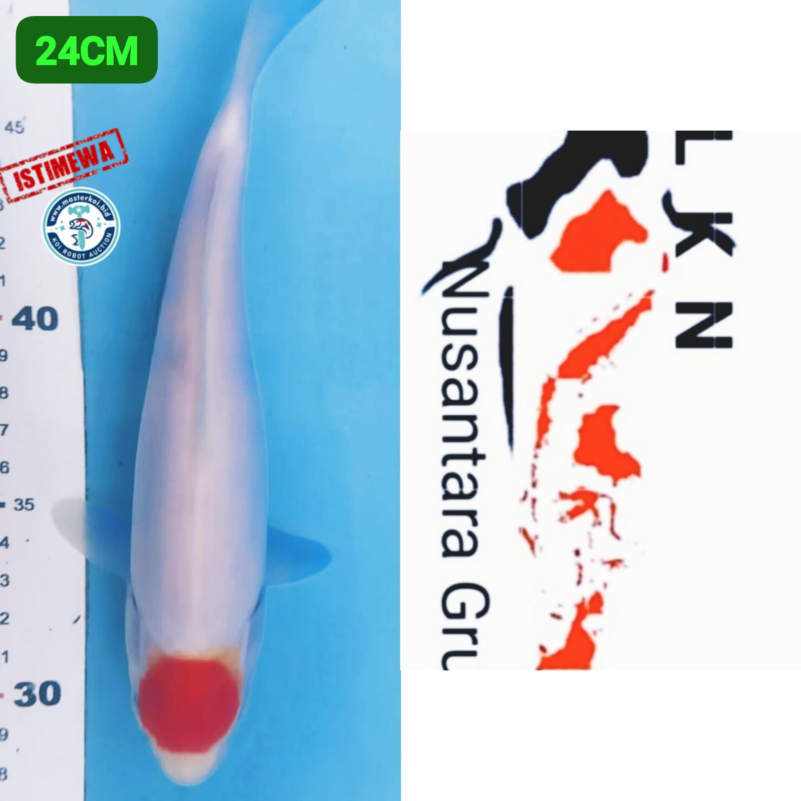 Ikan Koi THANCO KOHAKU SQ ORIGINAL ISTIMEWA CALON JOS LOKASI IKAN DI PURWOKERTO 24cm, lelang koi THANCO KOHAKU SQ ORIGINAL ISTIMEWA CALON JOS LOKASI IKAN DI PURWOKERTO 24cm, jual koi THANCO KOHAKU SQ ORIGINAL ISTIMEWA CALON JOS LOKASI IKAN DI PURWOKERTO 24cm, beli koi THANCO KOHAKU SQ ORIGINAL ISTIMEWA CALON JOS LOKASI IKAN DI PURWOKERTO 24cm, Lelang Koi Online, Jual Beli Ikan Koi, Pusat Jual Beli Koi, Info Lelang Koi Hari Ini, Platform Jual Beli Koi, Jual Beli Ikan Koi Online, Marketplace Ikan Koi, Jual Koi Terbaik, Tempat Beli Koi Berkualitas, Pasar Ikan Koi Online Terpercaya, Penjual Ikan Koi Terpercaya, Beli Koi Hias Online, Ikan Koi untuk Dijual, Koi Kualitas Terbaik, Toko Online Ikan Koi, Koi Hias Untuk Dijual, Jual Beli Ikan Koi Lokal, Koi Indonesia Online, Pusat Jual Beli Koi Terbesar