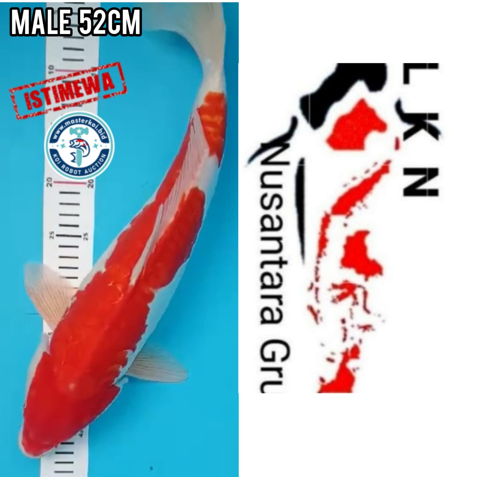 Ikan Koi SUPER KOHAKU JUMBO MALE JOS LOKASI IKAN DI GRESIK JAWA TIMUR 52cm, lelang koi SUPER KOHAKU JUMBO MALE JOS LOKASI IKAN DI GRESIK JAWA TIMUR 52cm, jual koi SUPER KOHAKU JUMBO MALE JOS LOKASI IKAN DI GRESIK JAWA TIMUR 52cm, beli koi SUPER KOHAKU JUMBO MALE JOS LOKASI IKAN DI GRESIK JAWA TIMUR 52cm, Lelang Koi Online, Jual Beli Ikan Koi, Pusat Jual Beli Koi, Info Lelang Koi Hari Ini, Platform Jual Beli Koi, Jual Beli Ikan Koi Online, Marketplace Ikan Koi, Jual Koi Terbaik, Tempat Beli Koi Berkualitas, Pasar Ikan Koi Online Terpercaya, Penjual Ikan Koi Terpercaya, Beli Koi Hias Online, Ikan Koi untuk Dijual, Koi Kualitas Terbaik, Toko Online Ikan Koi, Koi Hias Untuk Dijual, Jual Beli Ikan Koi Lokal, Koi Indonesia Online, Pusat Jual Beli Koi Terbesar