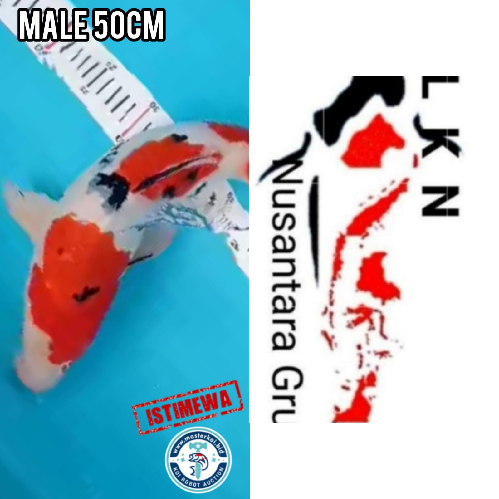 Ikan Koi SUPER SHANKE JUMBO MALE JOS LOKASI IKAN DI GRESIK JAWA TIMUR 50cm, lelang koi SUPER SHANKE JUMBO MALE JOS LOKASI IKAN DI GRESIK JAWA TIMUR 50cm, jual koi SUPER SHANKE JUMBO MALE JOS LOKASI IKAN DI GRESIK JAWA TIMUR 50cm, beli koi SUPER SHANKE JUMBO MALE JOS LOKASI IKAN DI GRESIK JAWA TIMUR 50cm, Lelang Koi Online, Jual Beli Ikan Koi, Pusat Jual Beli Koi, Info Lelang Koi Hari Ini, Platform Jual Beli Koi, Jual Beli Ikan Koi Online, Marketplace Ikan Koi, Jual Koi Terbaik, Tempat Beli Koi Berkualitas, Pasar Ikan Koi Online Terpercaya, Penjual Ikan Koi Terpercaya, Beli Koi Hias Online, Ikan Koi untuk Dijual, Koi Kualitas Terbaik, Toko Online Ikan Koi, Koi Hias Untuk Dijual, Jual Beli Ikan Koi Lokal, Koi Indonesia Online, Pusat Jual Beli Koi Terbesar