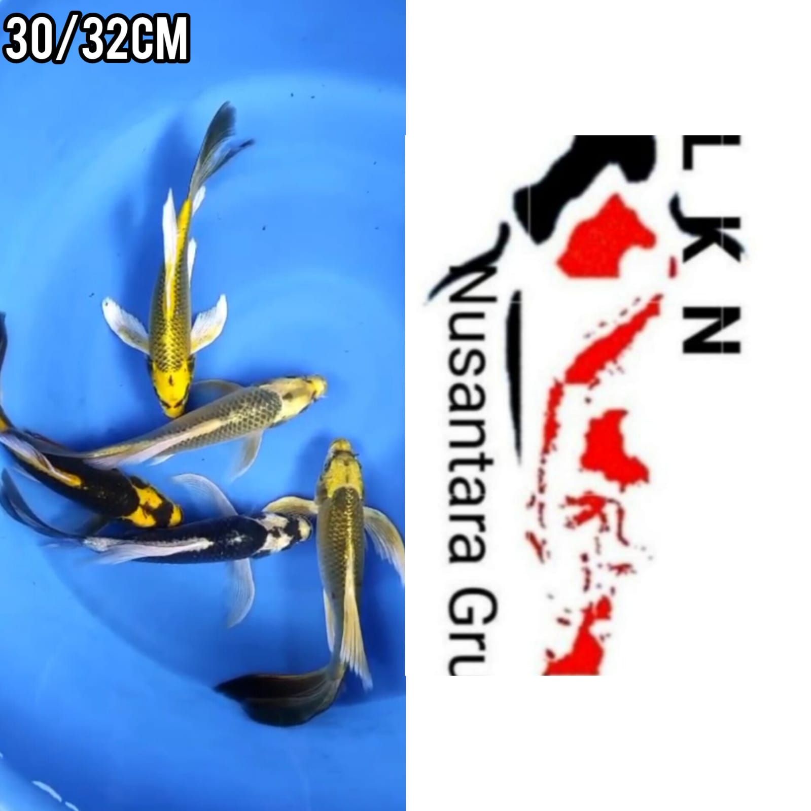 Ikan Koi PKT 5 EKOR SLAYER PENARI KOLAM ISTIMEWA LOKASI IKAN DI GRESIK 3032cm, lelang koi PKT 5 EKOR SLAYER PENARI KOLAM ISTIMEWA LOKASI IKAN DI GRESIK 3032cm, jual koi PKT 5 EKOR SLAYER PENARI KOLAM ISTIMEWA LOKASI IKAN DI GRESIK 3032cm, beli koi PKT 5 EKOR SLAYER PENARI KOLAM ISTIMEWA LOKASI IKAN DI GRESIK 3032cm, Lelang Koi Online, Jual Beli Ikan Koi, Pusat Jual Beli Koi, Info Lelang Koi Hari Ini, Platform Jual Beli Koi, Jual Beli Ikan Koi Online, Marketplace Ikan Koi, Jual Koi Terbaik, Tempat Beli Koi Berkualitas, Pasar Ikan Koi Online Terpercaya, Penjual Ikan Koi Terpercaya, Beli Koi Hias Online, Ikan Koi untuk Dijual, Koi Kualitas Terbaik, Toko Online Ikan Koi, Koi Hias Untuk Dijual, Jual Beli Ikan Koi Lokal, Koi Indonesia Online, Pusat Jual Beli Koi Terbesar