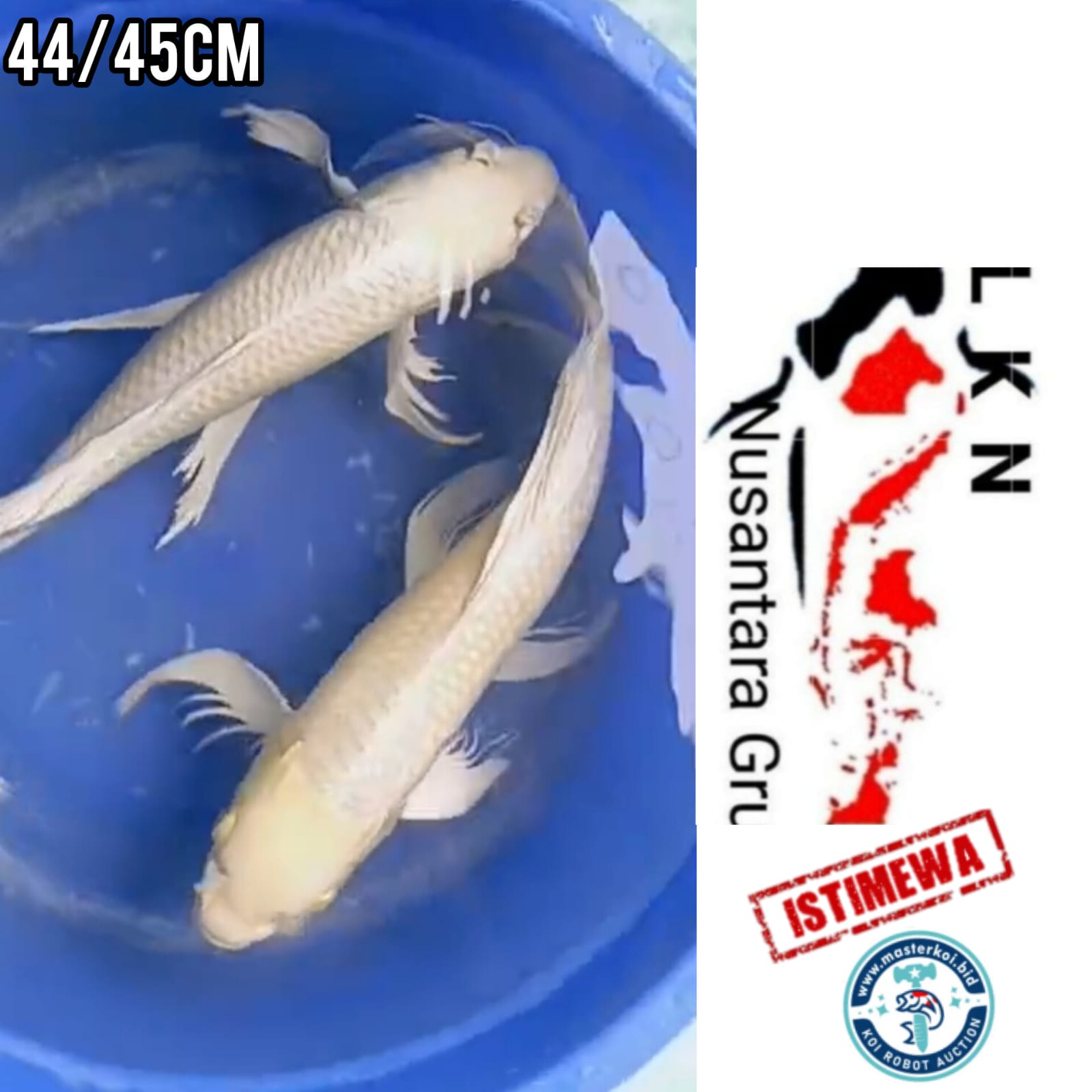 Ikan Koi SUPER PKT 2 EKOR JUMBOAN KUMPAY SLAYER ALL MALE LOKASI IKAN DI BOJONEGORO 4445cm, lelang koi SUPER PKT 2 EKOR JUMBOAN KUMPAY SLAYER ALL MALE LOKASI IKAN DI BOJONEGORO 4445cm, jual koi SUPER PKT 2 EKOR JUMBOAN KUMPAY SLAYER ALL MALE LOKASI IKAN DI BOJONEGORO 4445cm, beli koi SUPER PKT 2 EKOR JUMBOAN KUMPAY SLAYER ALL MALE LOKASI IKAN DI BOJONEGORO 4445cm, Lelang Koi Online, Jual Beli Ikan Koi, Pusat Jual Beli Koi, Info Lelang Koi Hari Ini, Platform Jual Beli Koi, Jual Beli Ikan Koi Online, Marketplace Ikan Koi, Jual Koi Terbaik, Tempat Beli Koi Berkualitas, Pasar Ikan Koi Online Terpercaya, Penjual Ikan Koi Terpercaya, Beli Koi Hias Online, Ikan Koi untuk Dijual, Koi Kualitas Terbaik, Toko Online Ikan Koi, Koi Hias Untuk Dijual, Jual Beli Ikan Koi Lokal, Koi Indonesia Online, Pusat Jual Beli Koi Terbesar