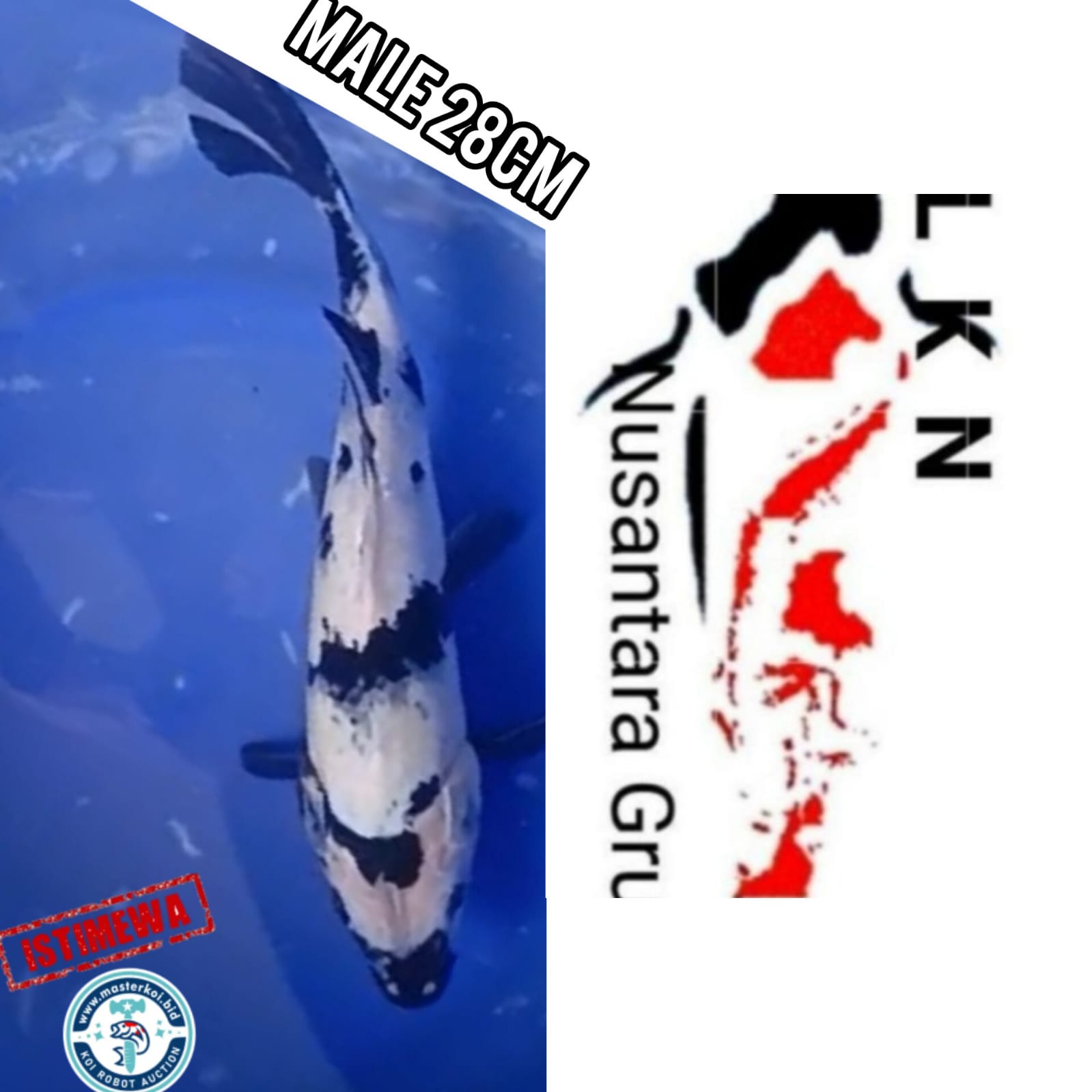 Ikan Koi SHIRO UTSURI MALE CALON JOS LOKASI IKAN DI BOJONEGORO 28cm, lelang koi SHIRO UTSURI MALE CALON JOS LOKASI IKAN DI BOJONEGORO 28cm, jual koi SHIRO UTSURI MALE CALON JOS LOKASI IKAN DI BOJONEGORO 28cm, beli koi SHIRO UTSURI MALE CALON JOS LOKASI IKAN DI BOJONEGORO 28cm, Lelang Koi Online, Jual Beli Ikan Koi, Pusat Jual Beli Koi, Info Lelang Koi Hari Ini, Platform Jual Beli Koi, Jual Beli Ikan Koi Online, Marketplace Ikan Koi, Jual Koi Terbaik, Tempat Beli Koi Berkualitas, Pasar Ikan Koi Online Terpercaya, Penjual Ikan Koi Terpercaya, Beli Koi Hias Online, Ikan Koi untuk Dijual, Koi Kualitas Terbaik, Toko Online Ikan Koi, Koi Hias Untuk Dijual, Jual Beli Ikan Koi Lokal, Koi Indonesia Online, Pusat Jual Beli Koi Terbesar