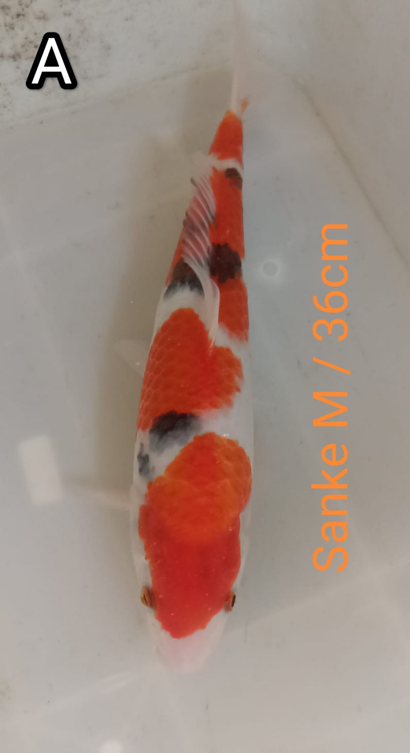 Ikan Koi SANKE MALE ORI 36cm, lelang koi SANKE MALE ORI 36cm, jual koi SANKE MALE ORI 36cm, beli koi SANKE MALE ORI 36cm, Lelang Koi Online, Jual Beli Ikan Koi, Pusat Jual Beli Koi, Info Lelang Koi Hari Ini, Platform Jual Beli Koi, Jual Beli Ikan Koi Online, Marketplace Ikan Koi, Jual Koi Terbaik, Tempat Beli Koi Berkualitas, Pasar Ikan Koi Online Terpercaya, Penjual Ikan Koi Terpercaya, Beli Koi Hias Online, Ikan Koi untuk Dijual, Koi Kualitas Terbaik, Toko Online Ikan Koi, Koi Hias Untuk Dijual, Jual Beli Ikan Koi Lokal, Koi Indonesia Online, Pusat Jual Beli Koi Terbesar