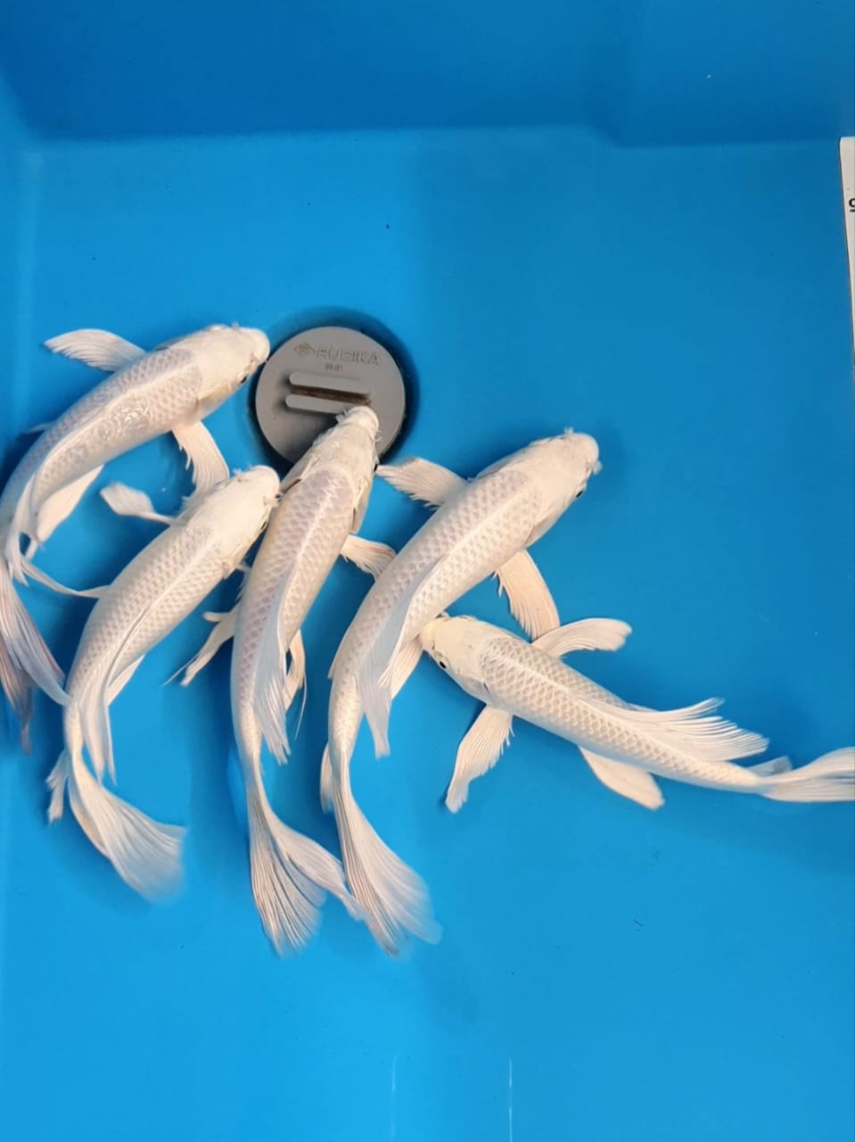 Ikan Koi KUMPAY PLATINUM 24 27cm, lelang koi KUMPAY PLATINUM 24 27cm, jual koi KUMPAY PLATINUM 24 27cm, beli koi KUMPAY PLATINUM 24 27cm, Lelang Koi Online, Jual Beli Ikan Koi, Pusat Jual Beli Koi, Info Lelang Koi Hari Ini, Platform Jual Beli Koi, Jual Beli Ikan Koi Online, Marketplace Ikan Koi, Jual Koi Terbaik, Tempat Beli Koi Berkualitas, Pasar Ikan Koi Online Terpercaya, Penjual Ikan Koi Terpercaya, Beli Koi Hias Online, Ikan Koi untuk Dijual, Koi Kualitas Terbaik, Toko Online Ikan Koi, Koi Hias Untuk Dijual, Jual Beli Ikan Koi Lokal, Koi Indonesia Online, Pusat Jual Beli Koi Terbesar