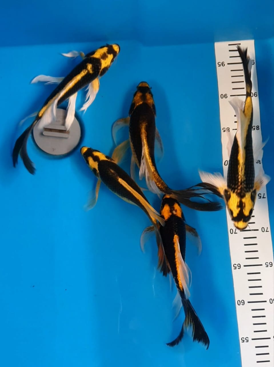 Ikan Koi KUMPAY KABUTO 22 26cm, lelang koi KUMPAY KABUTO 22 26cm, jual koi KUMPAY KABUTO 22 26cm, beli koi KUMPAY KABUTO 22 26cm, Lelang Koi Online, Jual Beli Ikan Koi, Pusat Jual Beli Koi, Info Lelang Koi Hari Ini, Platform Jual Beli Koi, Jual Beli Ikan Koi Online, Marketplace Ikan Koi, Jual Koi Terbaik, Tempat Beli Koi Berkualitas, Pasar Ikan Koi Online Terpercaya, Penjual Ikan Koi Terpercaya, Beli Koi Hias Online, Ikan Koi untuk Dijual, Koi Kualitas Terbaik, Toko Online Ikan Koi, Koi Hias Untuk Dijual, Jual Beli Ikan Koi Lokal, Koi Indonesia Online, Pusat Jual Beli Koi Terbesar