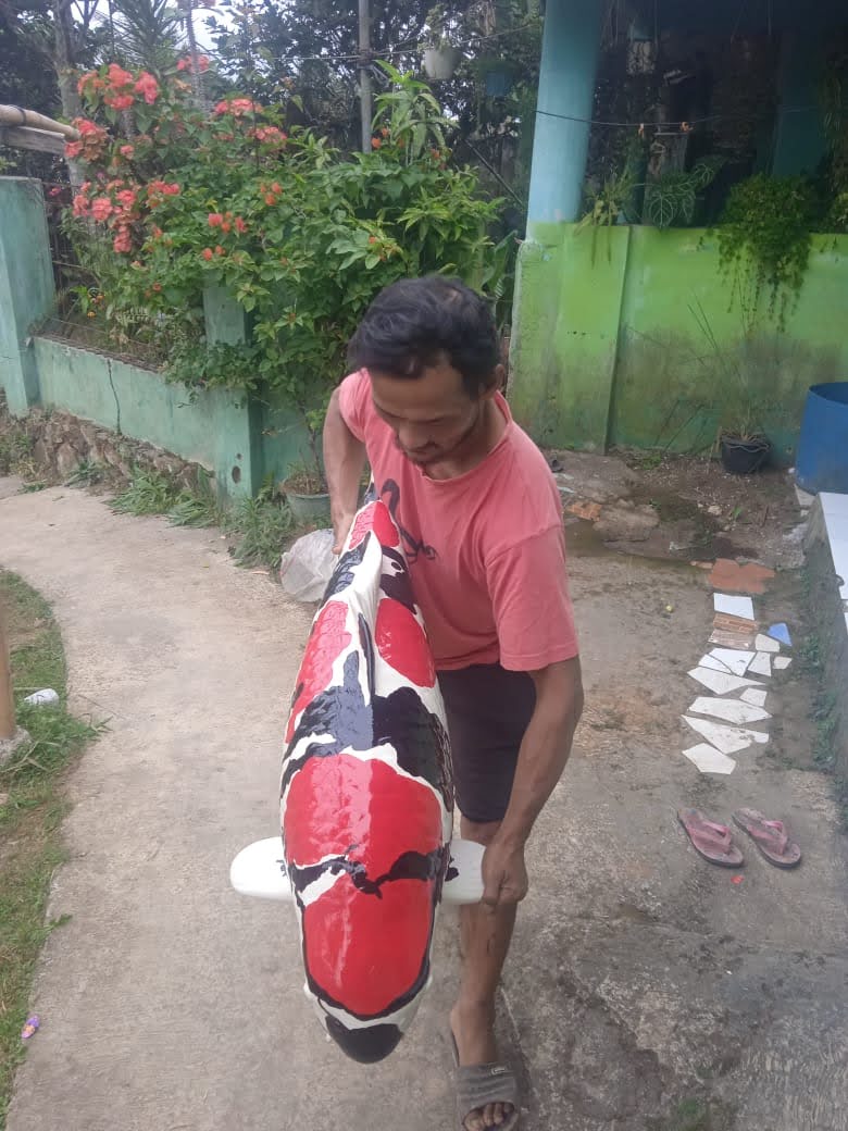 Ikan Koi SHOWA NARUTO BIG 110cm, lelang koi SHOWA NARUTO BIG 110cm, jual koi SHOWA NARUTO BIG 110cm, beli koi SHOWA NARUTO BIG 110cm, Lelang Koi Online, Jual Beli Ikan Koi, Pusat Jual Beli Koi, Info Lelang Koi Hari Ini, Platform Jual Beli Koi, Jual Beli Ikan Koi Online, Marketplace Ikan Koi, Jual Koi Terbaik, Tempat Beli Koi Berkualitas, Pasar Ikan Koi Online Terpercaya, Penjual Ikan Koi Terpercaya, Beli Koi Hias Online, Ikan Koi untuk Dijual, Koi Kualitas Terbaik, Toko Online Ikan Koi, Koi Hias Untuk Dijual, Jual Beli Ikan Koi Lokal, Koi Indonesia Online, Pusat Jual Beli Koi Terbesar
