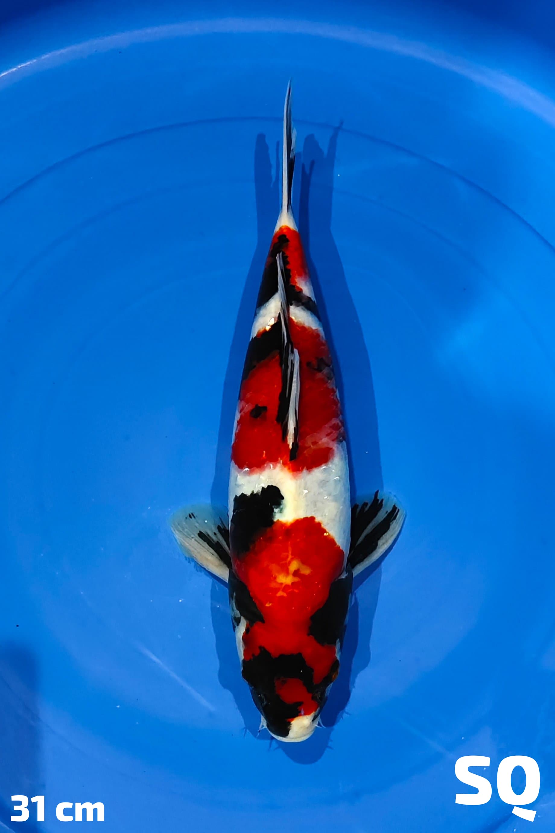 Ikan Koi SHOWA ORI SQ 31cm, lelang koi SHOWA ORI SQ 31cm, jual koi SHOWA ORI SQ 31cm, beli koi SHOWA ORI SQ 31cm, Lelang Koi Online, Jual Beli Ikan Koi, Pusat Jual Beli Koi, Info Lelang Koi Hari Ini, Platform Jual Beli Koi, Jual Beli Ikan Koi Online, Marketplace Ikan Koi, Jual Koi Terbaik, Tempat Beli Koi Berkualitas, Pasar Ikan Koi Online Terpercaya, Penjual Ikan Koi Terpercaya, Beli Koi Hias Online, Ikan Koi untuk Dijual, Koi Kualitas Terbaik, Toko Online Ikan Koi, Koi Hias Untuk Dijual, Jual Beli Ikan Koi Lokal, Koi Indonesia Online, Pusat Jual Beli Koi Terbesar