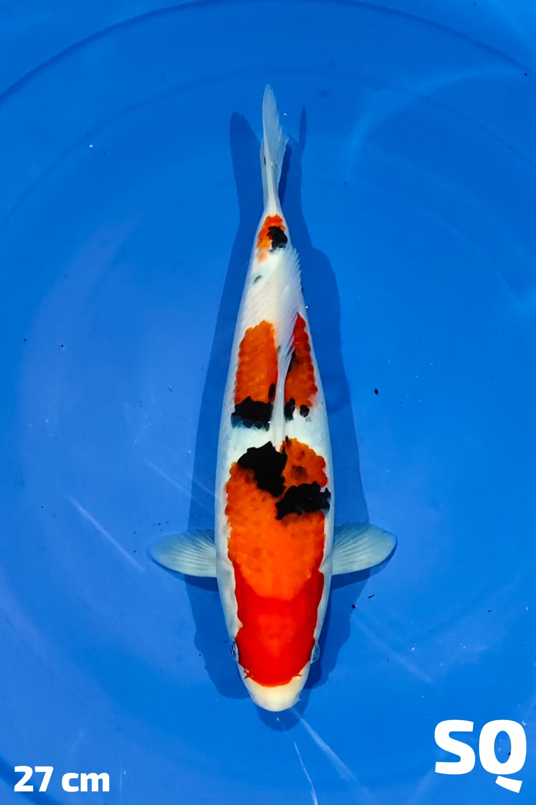 Ikan Koi SANKE ORI SQ 27cm, lelang koi SANKE ORI SQ 27cm, jual koi SANKE ORI SQ 27cm, beli koi SANKE ORI SQ 27cm, Lelang Koi Online, Jual Beli Ikan Koi, Pusat Jual Beli Koi, Info Lelang Koi Hari Ini, Platform Jual Beli Koi, Jual Beli Ikan Koi Online, Marketplace Ikan Koi, Jual Koi Terbaik, Tempat Beli Koi Berkualitas, Pasar Ikan Koi Online Terpercaya, Penjual Ikan Koi Terpercaya, Beli Koi Hias Online, Ikan Koi untuk Dijual, Koi Kualitas Terbaik, Toko Online Ikan Koi, Koi Hias Untuk Dijual, Jual Beli Ikan Koi Lokal, Koi Indonesia Online, Pusat Jual Beli Koi Terbesar