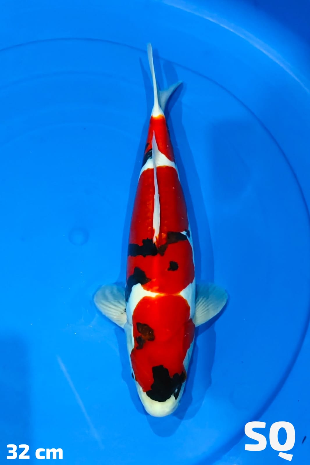 Ikan Koi SHOWA DOITSU MURNI SQ 32cm, lelang koi SHOWA DOITSU MURNI SQ 32cm, jual koi SHOWA DOITSU MURNI SQ 32cm, beli koi SHOWA DOITSU MURNI SQ 32cm, Lelang Koi Online, Jual Beli Ikan Koi, Pusat Jual Beli Koi, Info Lelang Koi Hari Ini, Platform Jual Beli Koi, Jual Beli Ikan Koi Online, Marketplace Ikan Koi, Jual Koi Terbaik, Tempat Beli Koi Berkualitas, Pasar Ikan Koi Online Terpercaya, Penjual Ikan Koi Terpercaya, Beli Koi Hias Online, Ikan Koi untuk Dijual, Koi Kualitas Terbaik, Toko Online Ikan Koi, Koi Hias Untuk Dijual, Jual Beli Ikan Koi Lokal, Koi Indonesia Online, Pusat Jual Beli Koi Terbesar