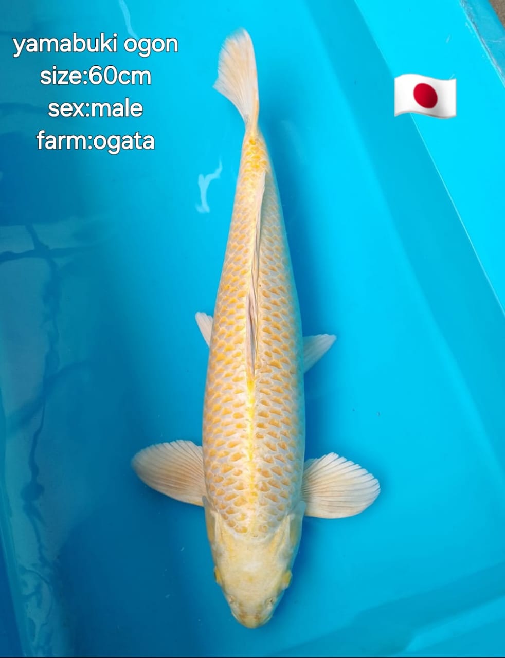 Ikan Koi YAMABUKI OGON 60cm, lelang koi YAMABUKI OGON 60cm, jual koi YAMABUKI OGON 60cm, beli koi YAMABUKI OGON 60cm, Lelang Koi Online, Jual Beli Ikan Koi, Pusat Jual Beli Koi, Info Lelang Koi Hari Ini, Platform Jual Beli Koi, Jual Beli Ikan Koi Online, Marketplace Ikan Koi, Jual Koi Terbaik, Tempat Beli Koi Berkualitas, Pasar Ikan Koi Online Terpercaya, Penjual Ikan Koi Terpercaya, Beli Koi Hias Online, Ikan Koi untuk Dijual, Koi Kualitas Terbaik, Toko Online Ikan Koi, Koi Hias Untuk Dijual, Jual Beli Ikan Koi Lokal, Koi Indonesia Online, Pusat Jual Beli Koi Terbesar