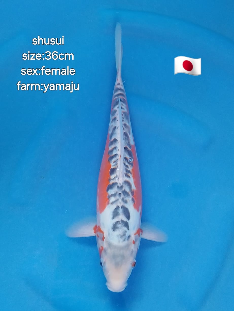 Ikan Koi SHUSUI 36cm, lelang koi SHUSUI 36cm, jual koi SHUSUI 36cm, beli koi SHUSUI 36cm, Lelang Koi Online, Jual Beli Ikan Koi, Pusat Jual Beli Koi, Info Lelang Koi Hari Ini, Platform Jual Beli Koi, Jual Beli Ikan Koi Online, Marketplace Ikan Koi, Jual Koi Terbaik, Tempat Beli Koi Berkualitas, Pasar Ikan Koi Online Terpercaya, Penjual Ikan Koi Terpercaya, Beli Koi Hias Online, Ikan Koi untuk Dijual, Koi Kualitas Terbaik, Toko Online Ikan Koi, Koi Hias Untuk Dijual, Jual Beli Ikan Koi Lokal, Koi Indonesia Online, Pusat Jual Beli Koi Terbesar