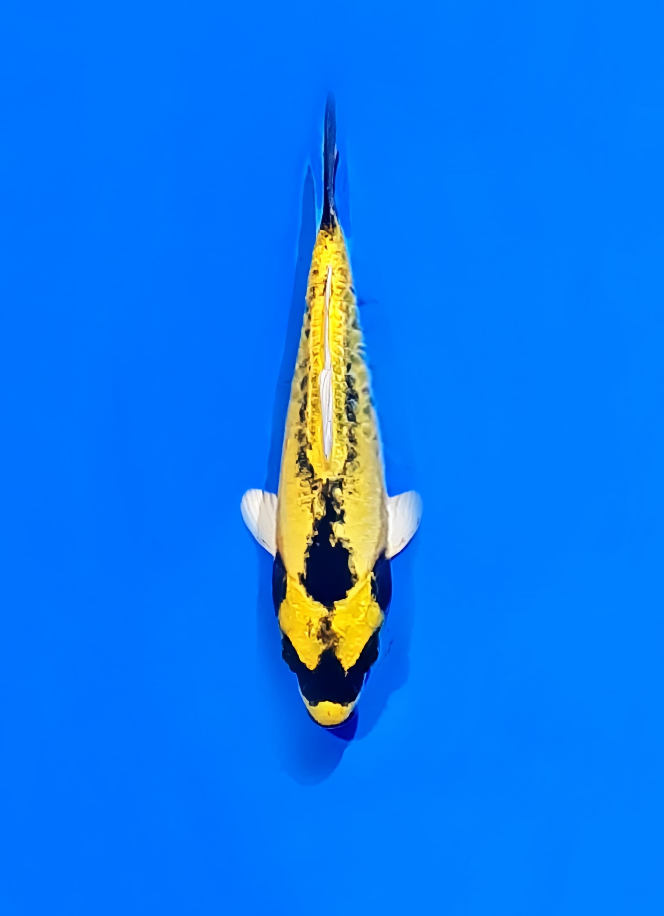 Ikan Koi BANANA KOI SQ 12cm, lelang koi BANANA KOI SQ 12cm, jual koi BANANA KOI SQ 12cm, beli koi BANANA KOI SQ 12cm, Lelang Koi Online, Jual Beli Ikan Koi, Pusat Jual Beli Koi, Info Lelang Koi Hari Ini, Platform Jual Beli Koi, Jual Beli Ikan Koi Online, Marketplace Ikan Koi, Jual Koi Terbaik, Tempat Beli Koi Berkualitas, Pasar Ikan Koi Online Terpercaya, Penjual Ikan Koi Terpercaya, Beli Koi Hias Online, Ikan Koi untuk Dijual, Koi Kualitas Terbaik, Toko Online Ikan Koi, Koi Hias Untuk Dijual, Jual Beli Ikan Koi Lokal, Koi Indonesia Online, Pusat Jual Beli Koi Terbesar