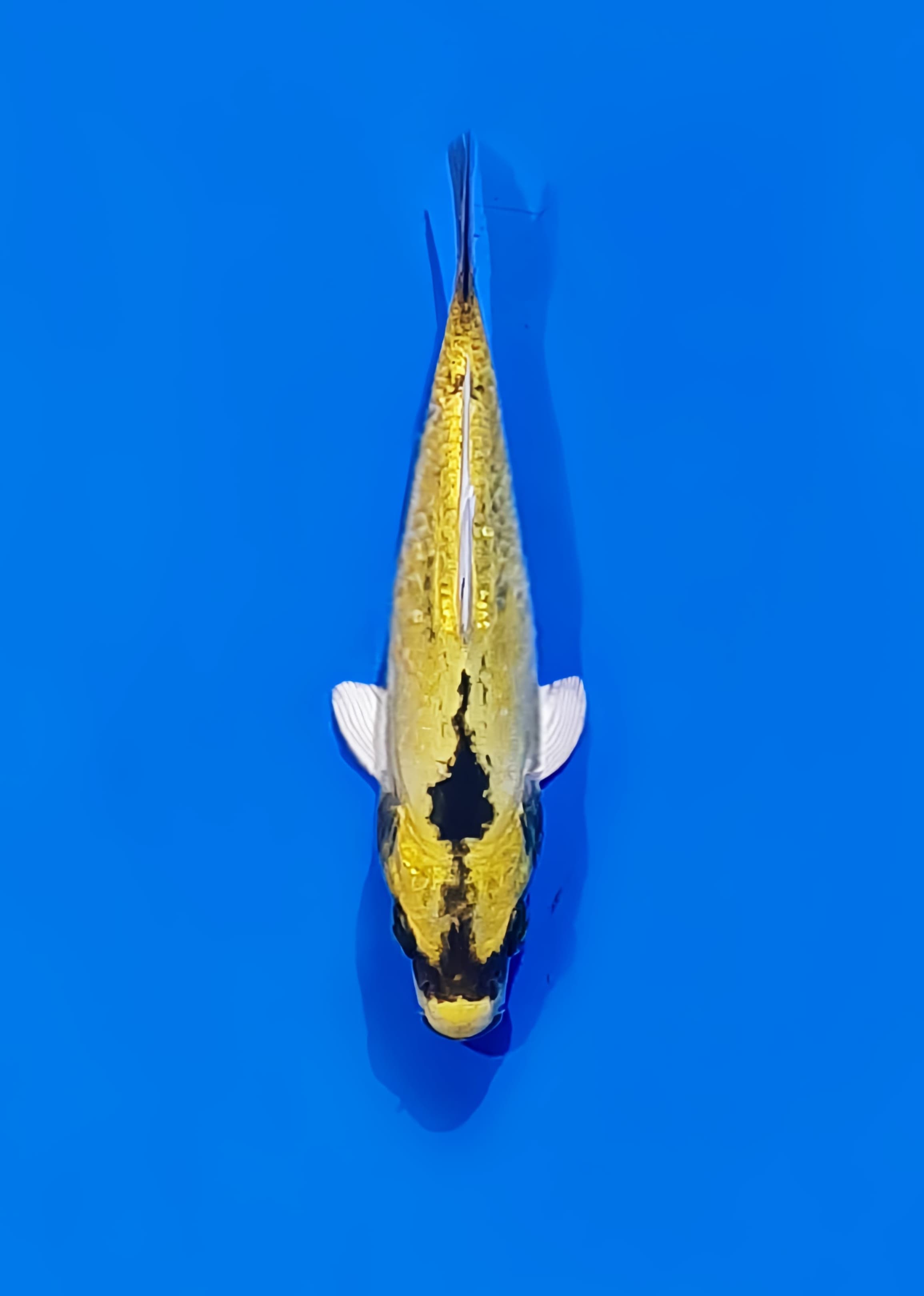 Ikan Koi BANANA KOI 12cm, lelang koi BANANA KOI 12cm, jual koi BANANA KOI 12cm, beli koi BANANA KOI 12cm, Lelang Koi Online, Jual Beli Ikan Koi, Pusat Jual Beli Koi, Info Lelang Koi Hari Ini, Platform Jual Beli Koi, Jual Beli Ikan Koi Online, Marketplace Ikan Koi, Jual Koi Terbaik, Tempat Beli Koi Berkualitas, Pasar Ikan Koi Online Terpercaya, Penjual Ikan Koi Terpercaya, Beli Koi Hias Online, Ikan Koi untuk Dijual, Koi Kualitas Terbaik, Toko Online Ikan Koi, Koi Hias Untuk Dijual, Jual Beli Ikan Koi Lokal, Koi Indonesia Online, Pusat Jual Beli Koi Terbesar