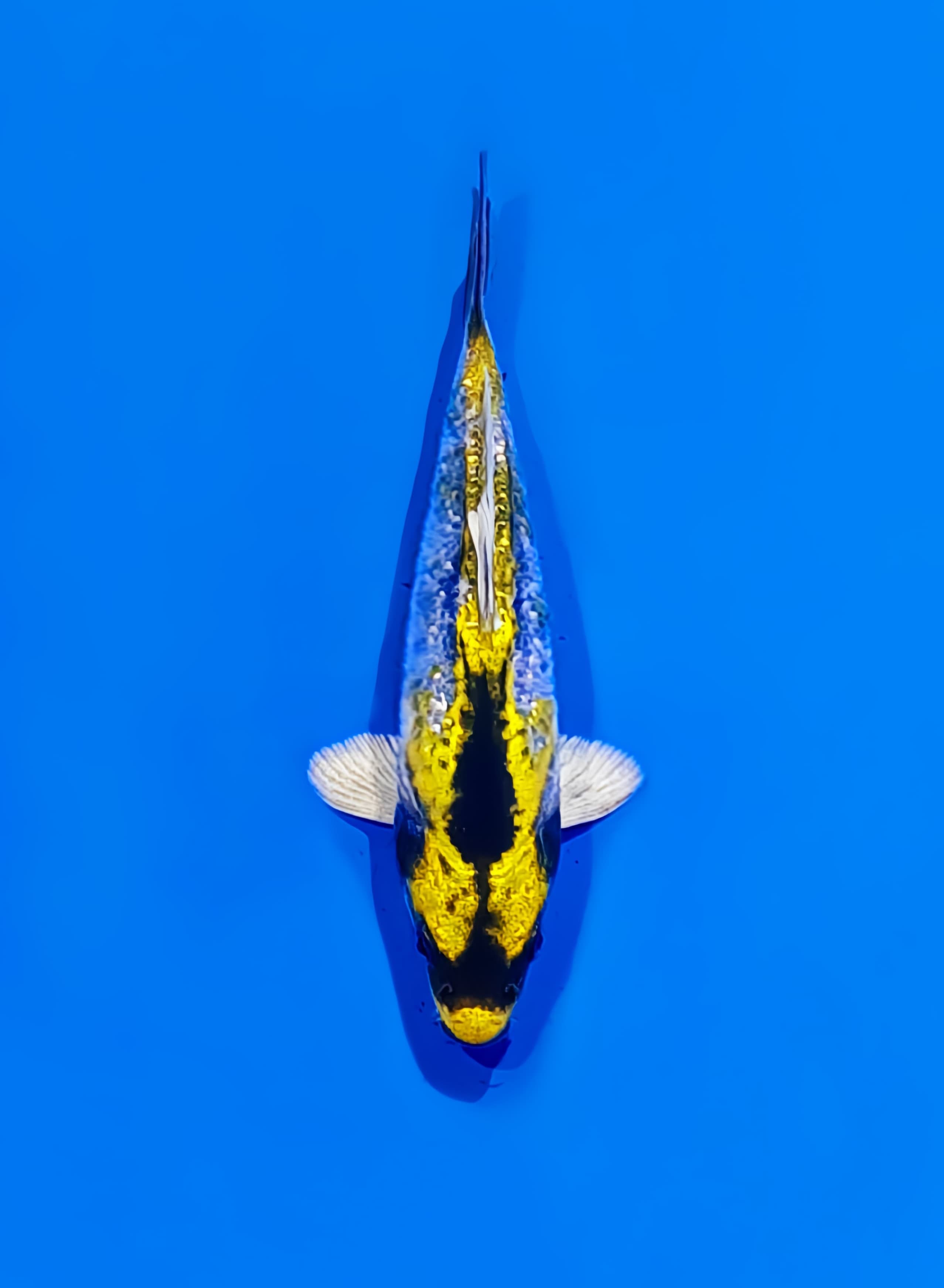 Ikan Koi KAWARIMONO 15cm, lelang koi KAWARIMONO 15cm, jual koi KAWARIMONO 15cm, beli koi KAWARIMONO 15cm, Lelang Koi Online, Jual Beli Ikan Koi, Pusat Jual Beli Koi, Info Lelang Koi Hari Ini, Platform Jual Beli Koi, Jual Beli Ikan Koi Online, Marketplace Ikan Koi, Jual Koi Terbaik, Tempat Beli Koi Berkualitas, Pasar Ikan Koi Online Terpercaya, Penjual Ikan Koi Terpercaya, Beli Koi Hias Online, Ikan Koi untuk Dijual, Koi Kualitas Terbaik, Toko Online Ikan Koi, Koi Hias Untuk Dijual, Jual Beli Ikan Koi Lokal, Koi Indonesia Online, Pusat Jual Beli Koi Terbesar