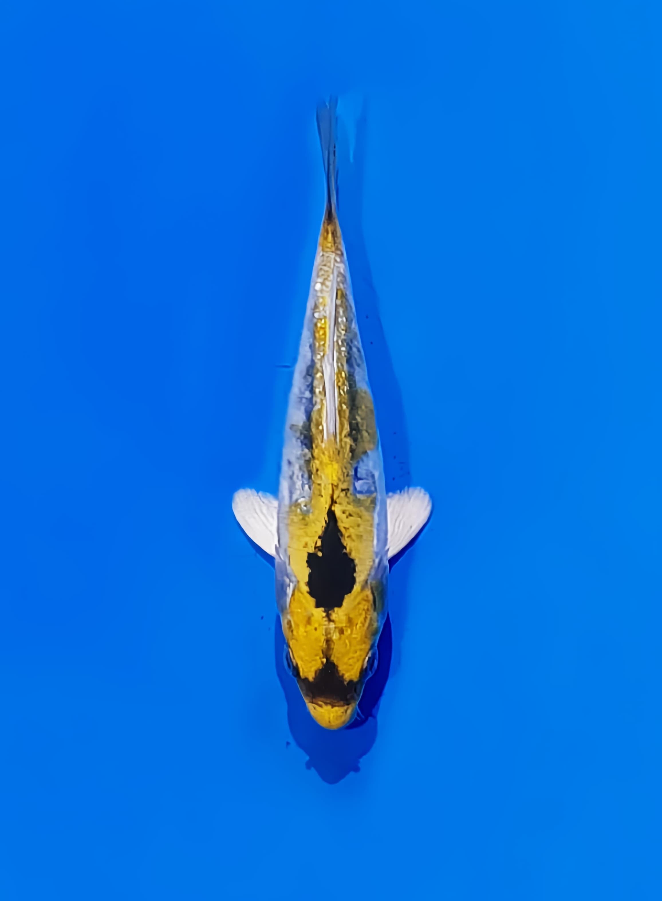 Ikan Koi KAWARIMONO 12cm, lelang koi KAWARIMONO 12cm, jual koi KAWARIMONO 12cm, beli koi KAWARIMONO 12cm, Lelang Koi Online, Jual Beli Ikan Koi, Pusat Jual Beli Koi, Info Lelang Koi Hari Ini, Platform Jual Beli Koi, Jual Beli Ikan Koi Online, Marketplace Ikan Koi, Jual Koi Terbaik, Tempat Beli Koi Berkualitas, Pasar Ikan Koi Online Terpercaya, Penjual Ikan Koi Terpercaya, Beli Koi Hias Online, Ikan Koi untuk Dijual, Koi Kualitas Terbaik, Toko Online Ikan Koi, Koi Hias Untuk Dijual, Jual Beli Ikan Koi Lokal, Koi Indonesia Online, Pusat Jual Beli Koi Terbesar