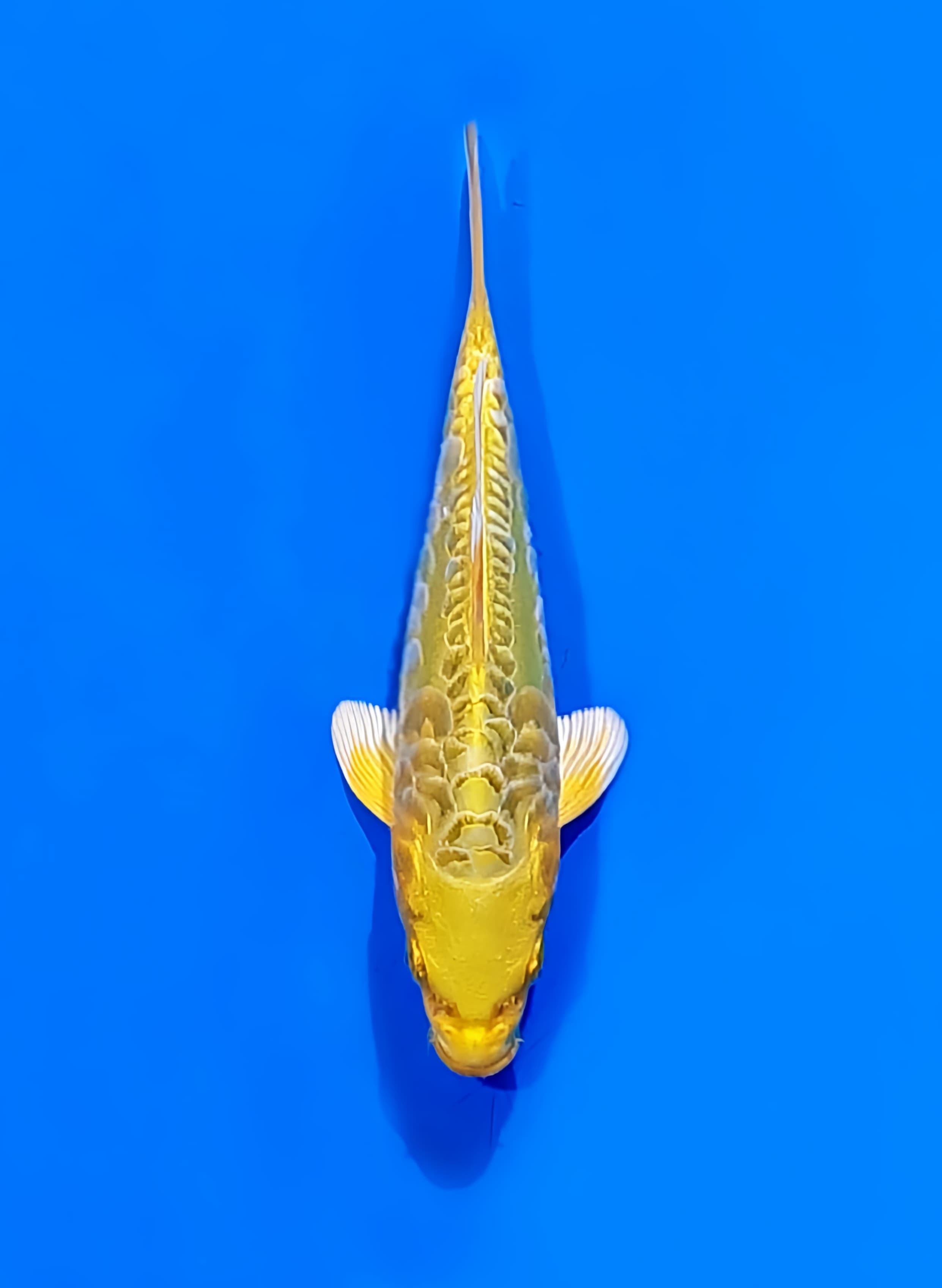 Ikan Koi OGON ARAGOKE 17cm, lelang koi OGON ARAGOKE 17cm, jual koi OGON ARAGOKE 17cm, beli koi OGON ARAGOKE 17cm, Lelang Koi Online, Jual Beli Ikan Koi, Pusat Jual Beli Koi, Info Lelang Koi Hari Ini, Platform Jual Beli Koi, Jual Beli Ikan Koi Online, Marketplace Ikan Koi, Jual Koi Terbaik, Tempat Beli Koi Berkualitas, Pasar Ikan Koi Online Terpercaya, Penjual Ikan Koi Terpercaya, Beli Koi Hias Online, Ikan Koi untuk Dijual, Koi Kualitas Terbaik, Toko Online Ikan Koi, Koi Hias Untuk Dijual, Jual Beli Ikan Koi Lokal, Koi Indonesia Online, Pusat Jual Beli Koi Terbesar