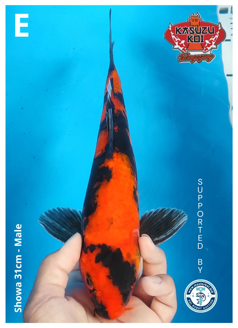 Lelang Koi Online, Jual Beli Ikan Koi, Pusat Jual Beli Koi, Info Lelang Koi Hari Ini, Platform Jual Beli Koi, Jual Beli Ikan Koi Online, Marketplace Ikan Koi, Jual Koi Terbaik, Tempat Beli Koi Berkualitas, Pasar Ikan Koi Online Terpercaya, Penjual Ikan Koi Terpercaya, Beli Koi Hias Online, Ikan Koi untuk Dijual, Koi Kualitas Terbaik, Toko Online Ikan Koi, Koi Hias Untuk Dijual, Jual Beli Ikan Koi Lokal, Koi Indonesia Online, Pusat Jual Beli Koi Terbesar