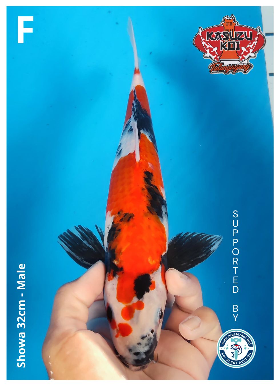 Lelang Koi Online, Jual Beli Ikan Koi, Pusat Jual Beli Koi, Info Lelang Koi Hari Ini, Platform Jual Beli Koi, Jual Beli Ikan Koi Online, Marketplace Ikan Koi, Jual Koi Terbaik, Tempat Beli Koi Berkualitas, Pasar Ikan Koi Online Terpercaya, Penjual Ikan Koi Terpercaya, Beli Koi Hias Online, Ikan Koi untuk Dijual, Koi Kualitas Terbaik, Toko Online Ikan Koi, Koi Hias Untuk Dijual, Jual Beli Ikan Koi Lokal, Koi Indonesia Online, Pusat Jual Beli Koi Terbesar