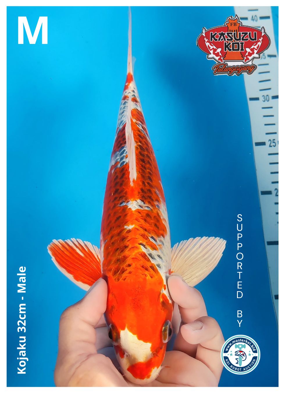 Lelang Koi Online, Jual Beli Ikan Koi, Pusat Jual Beli Koi, Info Lelang Koi Hari Ini, Platform Jual Beli Koi, Jual Beli Ikan Koi Online, Marketplace Ikan Koi, Jual Koi Terbaik, Tempat Beli Koi Berkualitas, Pasar Ikan Koi Online Terpercaya, Penjual Ikan Koi Terpercaya, Beli Koi Hias Online, Ikan Koi untuk Dijual, Koi Kualitas Terbaik, Toko Online Ikan Koi, Koi Hias Untuk Dijual, Jual Beli Ikan Koi Lokal, Koi Indonesia Online, Pusat Jual Beli Koi Terbesar