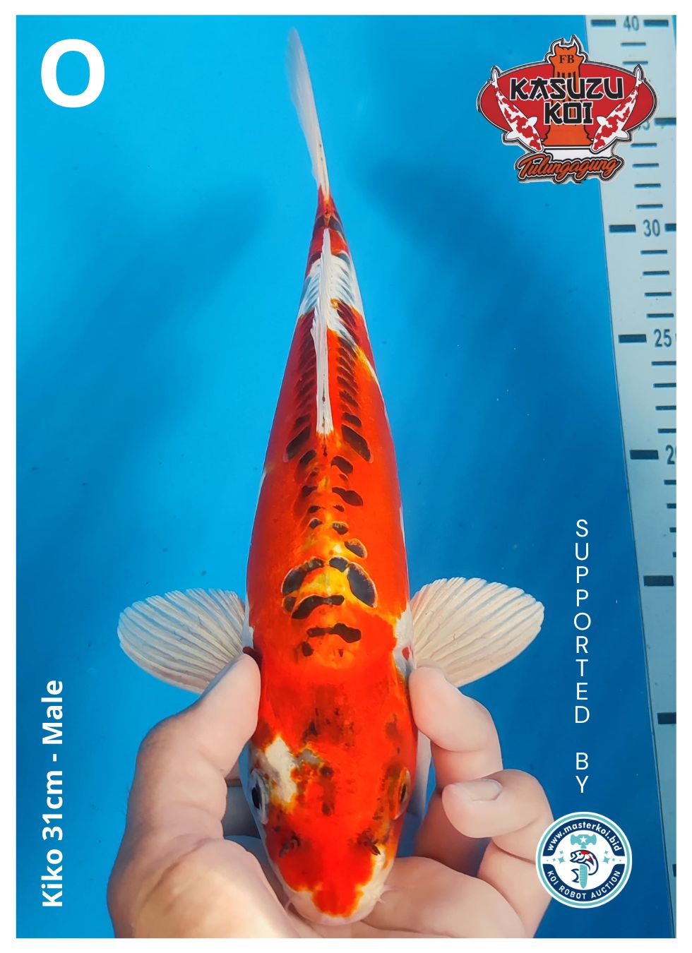 Lelang Koi Online, Jual Beli Ikan Koi, Pusat Jual Beli Koi, Info Lelang Koi Hari Ini, Platform Jual Beli Koi, Jual Beli Ikan Koi Online, Marketplace Ikan Koi, Jual Koi Terbaik, Tempat Beli Koi Berkualitas, Pasar Ikan Koi Online Terpercaya, Penjual Ikan Koi Terpercaya, Beli Koi Hias Online, Ikan Koi untuk Dijual, Koi Kualitas Terbaik, Toko Online Ikan Koi, Koi Hias Untuk Dijual, Jual Beli Ikan Koi Lokal, Koi Indonesia Online, Pusat Jual Beli Koi Terbesar