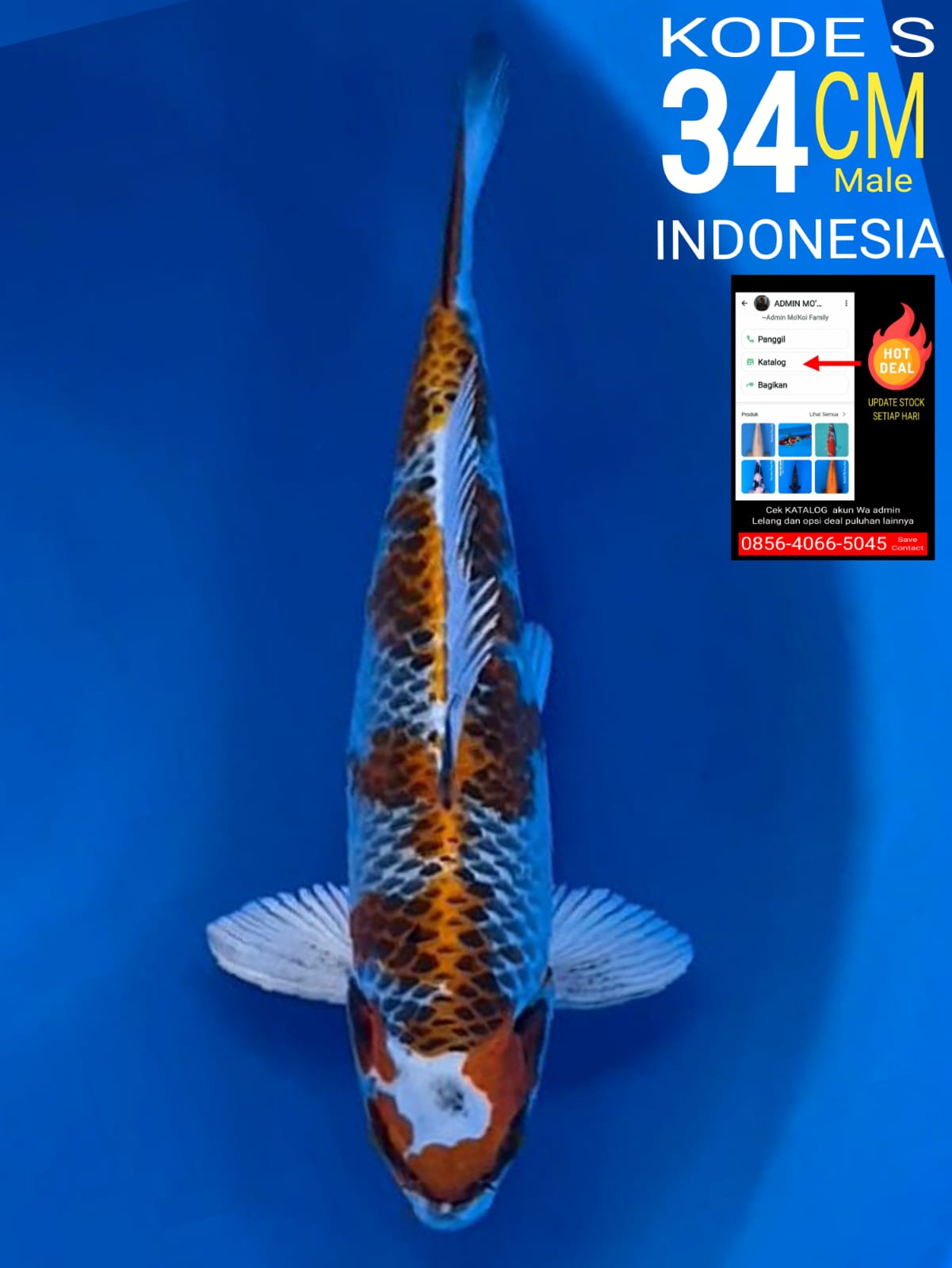 Lelang Koi Online, Jual Beli Ikan Koi, Pusat Jual Beli Koi, Info Lelang Koi Hari Ini, Platform Jual Beli Koi, Jual Beli Ikan Koi Online, Marketplace Ikan Koi, Jual Koi Terbaik, Tempat Beli Koi Berkualitas, Pasar Ikan Koi Online Terpercaya, Penjual Ikan Koi Terpercaya, Beli Koi Hias Online, Ikan Koi untuk Dijual, Koi Kualitas Terbaik, Toko Online Ikan Koi, Koi Hias Untuk Dijual, Jual Beli Ikan Koi Lokal, Koi Indonesia Online, Pusat Jual Beli Koi Terbesar