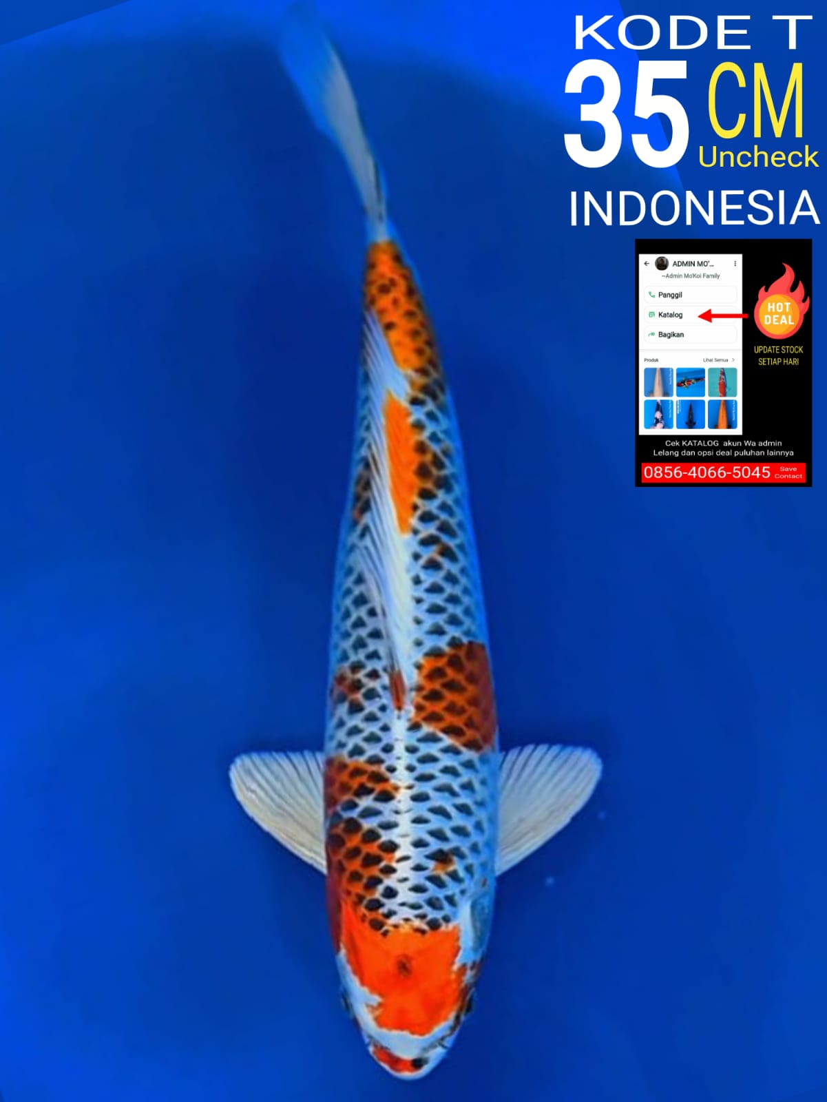 Lelang Koi Online, Jual Beli Ikan Koi, Pusat Jual Beli Koi, Info Lelang Koi Hari Ini, Platform Jual Beli Koi, Jual Beli Ikan Koi Online, Marketplace Ikan Koi, Jual Koi Terbaik, Tempat Beli Koi Berkualitas, Pasar Ikan Koi Online Terpercaya, Penjual Ikan Koi Terpercaya, Beli Koi Hias Online, Ikan Koi untuk Dijual, Koi Kualitas Terbaik, Toko Online Ikan Koi, Koi Hias Untuk Dijual, Jual Beli Ikan Koi Lokal, Koi Indonesia Online, Pusat Jual Beli Koi Terbesar