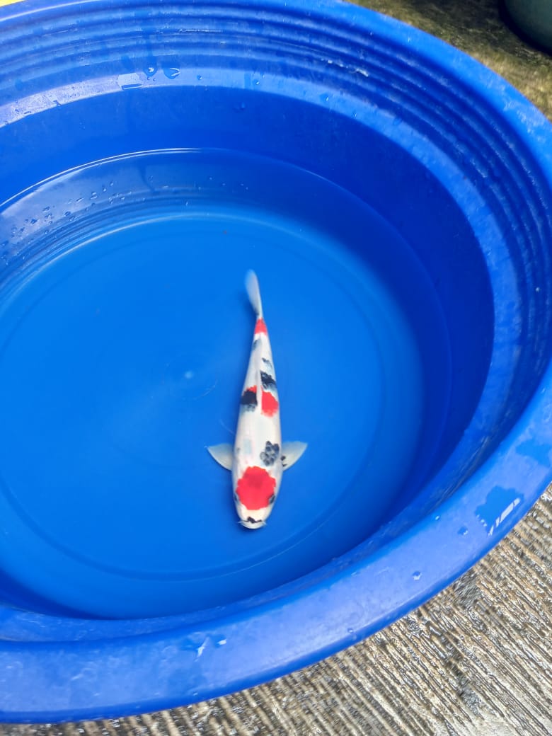 Ikan Koi MARUTEN KINDAI SHOWA ORIGINAL SUPER QUALITY 29cm, lelang koi MARUTEN KINDAI SHOWA ORIGINAL SUPER QUALITY 29cm, jual koi MARUTEN KINDAI SHOWA ORIGINAL SUPER QUALITY 29cm, beli koi MARUTEN KINDAI SHOWA ORIGINAL SUPER QUALITY 29cm, Lelang Koi Online, Jual Beli Ikan Koi, Pusat Jual Beli Koi, Info Lelang Koi Hari Ini, Platform Jual Beli Koi, Jual Beli Ikan Koi Online, Marketplace Ikan Koi, Jual Koi Terbaik, Tempat Beli Koi Berkualitas, Pasar Ikan Koi Online Terpercaya, Penjual Ikan Koi Terpercaya, Beli Koi Hias Online, Ikan Koi untuk Dijual, Koi Kualitas Terbaik, Toko Online Ikan Koi, Koi Hias Untuk Dijual, Jual Beli Ikan Koi Lokal, Koi Indonesia Online, Pusat Jual Beli Koi Terbesar