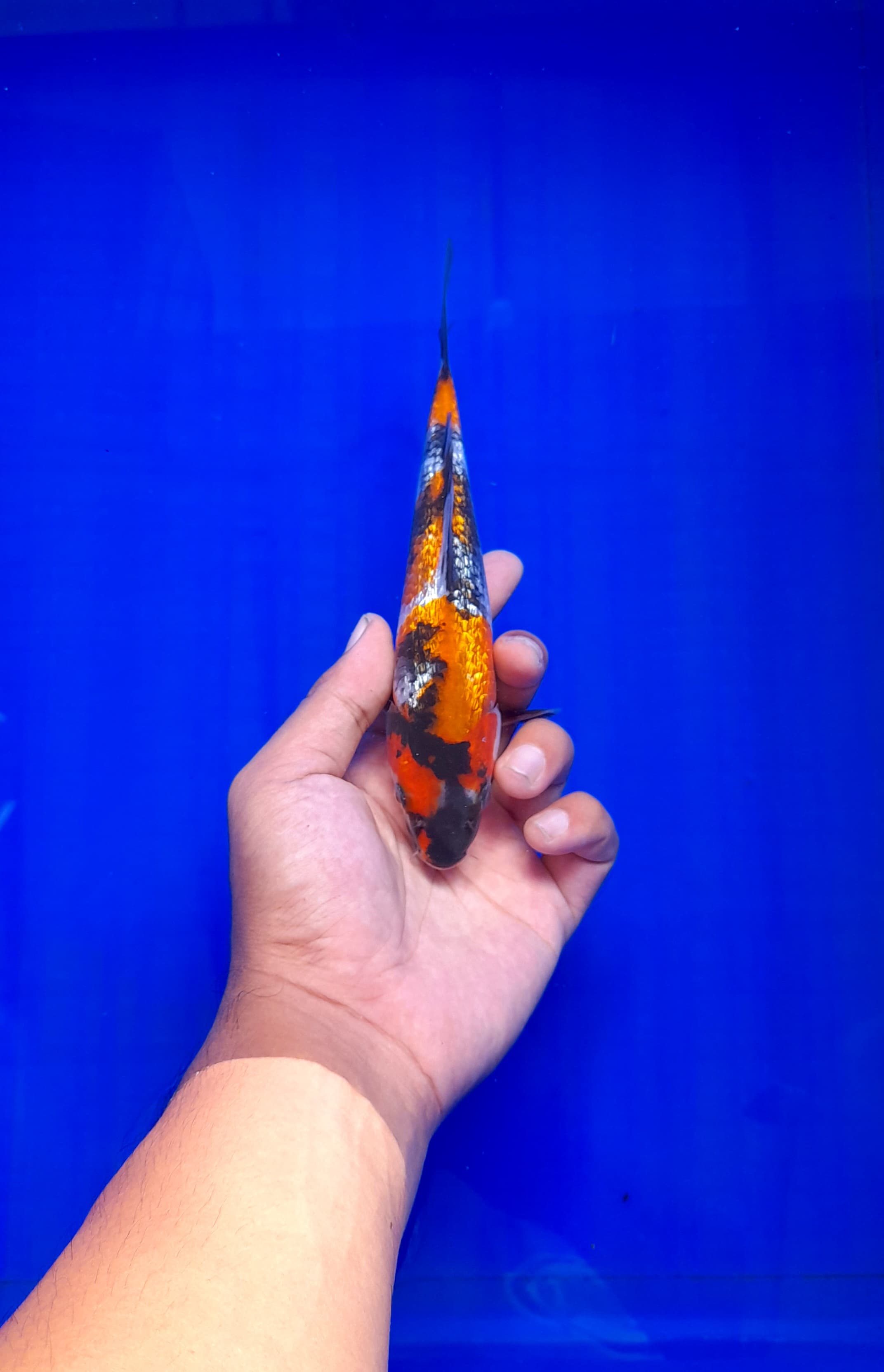 Lelang Koi Online, Jual Beli Ikan Koi, Pusat Jual Beli Koi, Info Lelang Koi Hari Ini, Platform Jual Beli Koi, Jual Beli Ikan Koi Online, Marketplace Ikan Koi, Jual Koi Terbaik, Tempat Beli Koi Berkualitas, Pasar Ikan Koi Online Terpercaya, Penjual Ikan Koi Terpercaya, Beli Koi Hias Online, Ikan Koi untuk Dijual, Koi Kualitas Terbaik, Toko Online Ikan Koi, Koi Hias Untuk Dijual, Jual Beli Ikan Koi Lokal, Koi Indonesia Online, Pusat Jual Beli Koi Terbesar