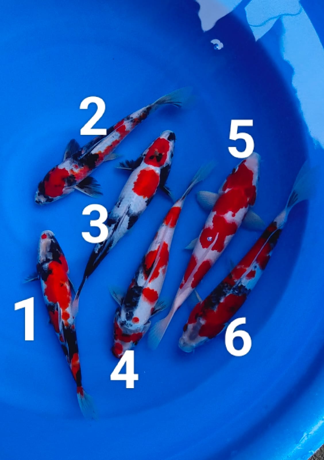 Ikan Koi KOHAKU FOTO NO 5 MERAH POL STRONG 27cm, lelang koi KOHAKU FOTO NO 5 MERAH POL STRONG 27cm, jual koi KOHAKU FOTO NO 5 MERAH POL STRONG 27cm, beli koi KOHAKU FOTO NO 5 MERAH POL STRONG 27cm, Lelang Koi Online, Jual Beli Ikan Koi, Pusat Jual Beli Koi, Info Lelang Koi Hari Ini, Platform Jual Beli Koi, Jual Beli Ikan Koi Online, Marketplace Ikan Koi, Jual Koi Terbaik, Tempat Beli Koi Berkualitas, Pasar Ikan Koi Online Terpercaya, Penjual Ikan Koi Terpercaya, Beli Koi Hias Online, Ikan Koi untuk Dijual, Koi Kualitas Terbaik, Toko Online Ikan Koi, Koi Hias Untuk Dijual, Jual Beli Ikan Koi Lokal, Koi Indonesia Online, Pusat Jual Beli Koi Terbesar