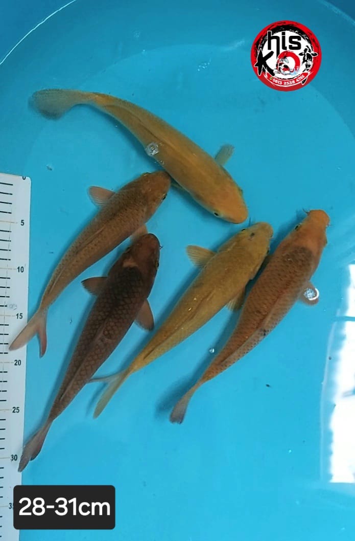 Ikan Koi CARAMEL 5EKOR 2831cm, lelang koi CARAMEL 5EKOR 2831cm, jual koi CARAMEL 5EKOR 2831cm, beli koi CARAMEL 5EKOR 2831cm, Lelang Koi Online, Jual Beli Ikan Koi, Pusat Jual Beli Koi, Info Lelang Koi Hari Ini, Platform Jual Beli Koi, Jual Beli Ikan Koi Online, Marketplace Ikan Koi, Jual Koi Terbaik, Tempat Beli Koi Berkualitas, Pasar Ikan Koi Online Terpercaya, Penjual Ikan Koi Terpercaya, Beli Koi Hias Online, Ikan Koi untuk Dijual, Koi Kualitas Terbaik, Toko Online Ikan Koi, Koi Hias Untuk Dijual, Jual Beli Ikan Koi Lokal, Koi Indonesia Online, Pusat Jual Beli Koi Terbesar