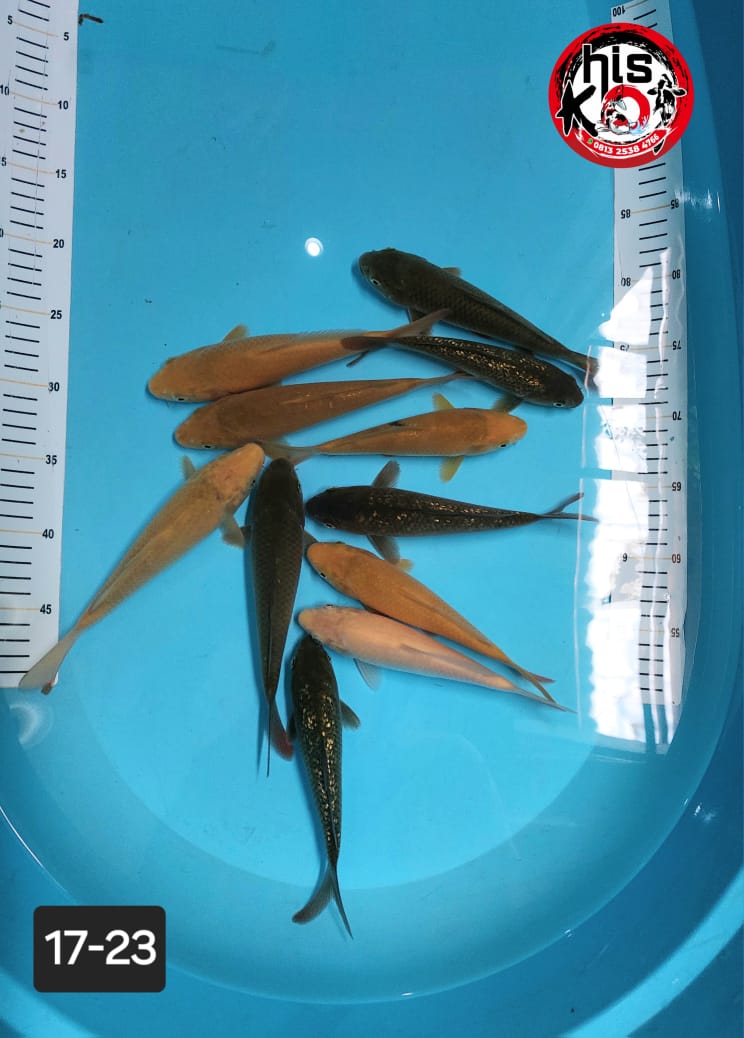 Ikan Koi PEJINAK MIX 1722cm, lelang koi PEJINAK MIX 1722cm, jual koi PEJINAK MIX 1722cm, beli koi PEJINAK MIX 1722cm, Lelang Koi Online, Jual Beli Ikan Koi, Pusat Jual Beli Koi, Info Lelang Koi Hari Ini, Platform Jual Beli Koi, Jual Beli Ikan Koi Online, Marketplace Ikan Koi, Jual Koi Terbaik, Tempat Beli Koi Berkualitas, Pasar Ikan Koi Online Terpercaya, Penjual Ikan Koi Terpercaya, Beli Koi Hias Online, Ikan Koi untuk Dijual, Koi Kualitas Terbaik, Toko Online Ikan Koi, Koi Hias Untuk Dijual, Jual Beli Ikan Koi Lokal, Koi Indonesia Online, Pusat Jual Beli Koi Terbesar