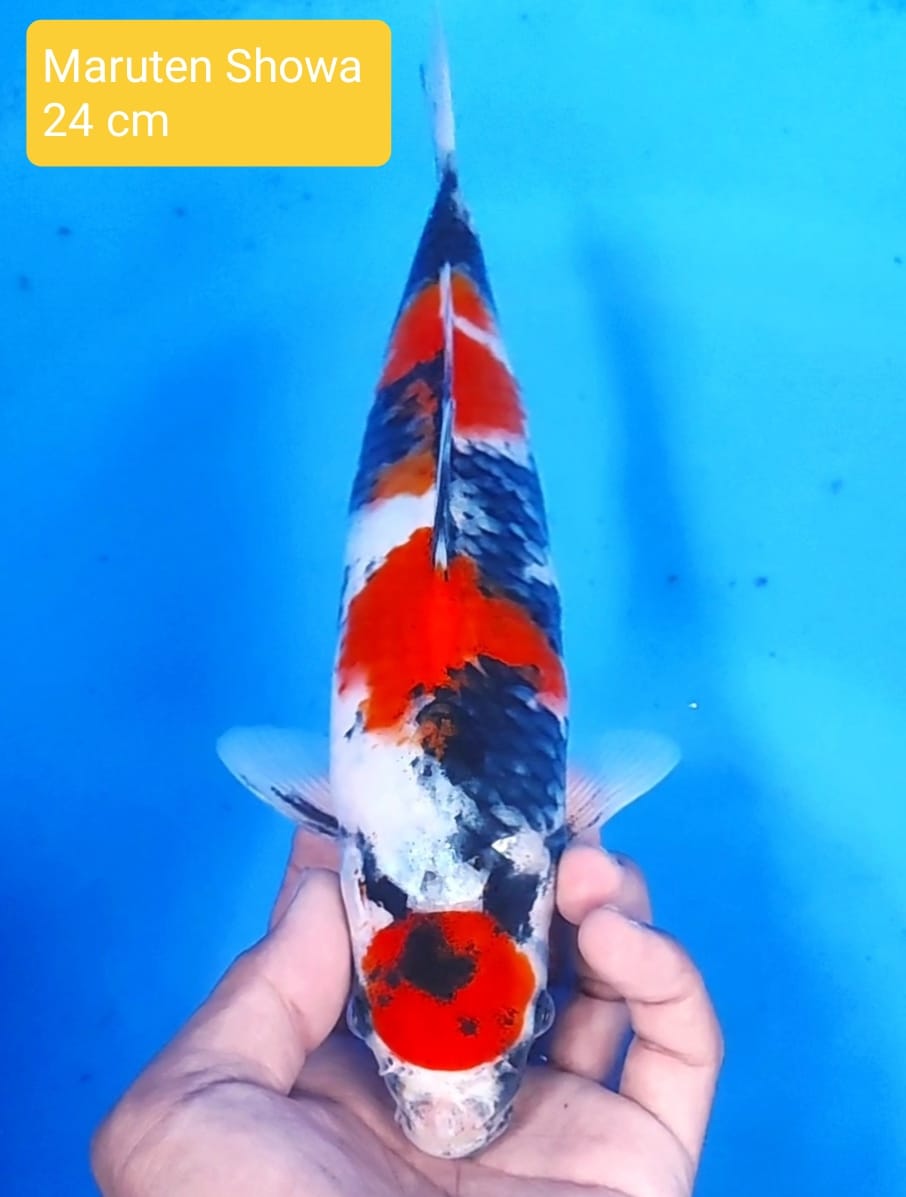 Ikan Koi MARUTEN SHOWA 24cm, lelang koi MARUTEN SHOWA 24cm, jual koi MARUTEN SHOWA 24cm, beli koi MARUTEN SHOWA 24cm, Lelang Koi Online, Jual Beli Ikan Koi, Pusat Jual Beli Koi, Info Lelang Koi Hari Ini, Platform Jual Beli Koi, Jual Beli Ikan Koi Online, Marketplace Ikan Koi, Jual Koi Terbaik, Tempat Beli Koi Berkualitas, Pasar Ikan Koi Online Terpercaya, Penjual Ikan Koi Terpercaya, Beli Koi Hias Online, Ikan Koi untuk Dijual, Koi Kualitas Terbaik, Toko Online Ikan Koi, Koi Hias Untuk Dijual, Jual Beli Ikan Koi Lokal, Koi Indonesia Online, Pusat Jual Beli Koi Terbesar