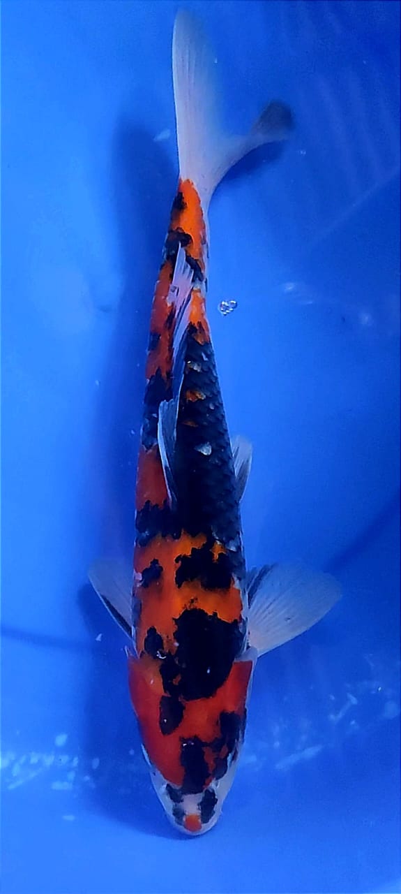 Ikan Koi 140203 SHOWA SANSHOKU JANTAN 35cm, lelang koi 140203 SHOWA SANSHOKU JANTAN 35cm, jual koi 140203 SHOWA SANSHOKU JANTAN 35cm, beli koi 140203 SHOWA SANSHOKU JANTAN 35cm, Lelang Koi Online, Jual Beli Ikan Koi, Pusat Jual Beli Koi, Info Lelang Koi Hari Ini, Platform Jual Beli Koi, Jual Beli Ikan Koi Online, Marketplace Ikan Koi, Jual Koi Terbaik, Tempat Beli Koi Berkualitas, Pasar Ikan Koi Online Terpercaya, Penjual Ikan Koi Terpercaya, Beli Koi Hias Online, Ikan Koi untuk Dijual, Koi Kualitas Terbaik, Toko Online Ikan Koi, Koi Hias Untuk Dijual, Jual Beli Ikan Koi Lokal, Koi Indonesia Online, Pusat Jual Beli Koi Terbesar