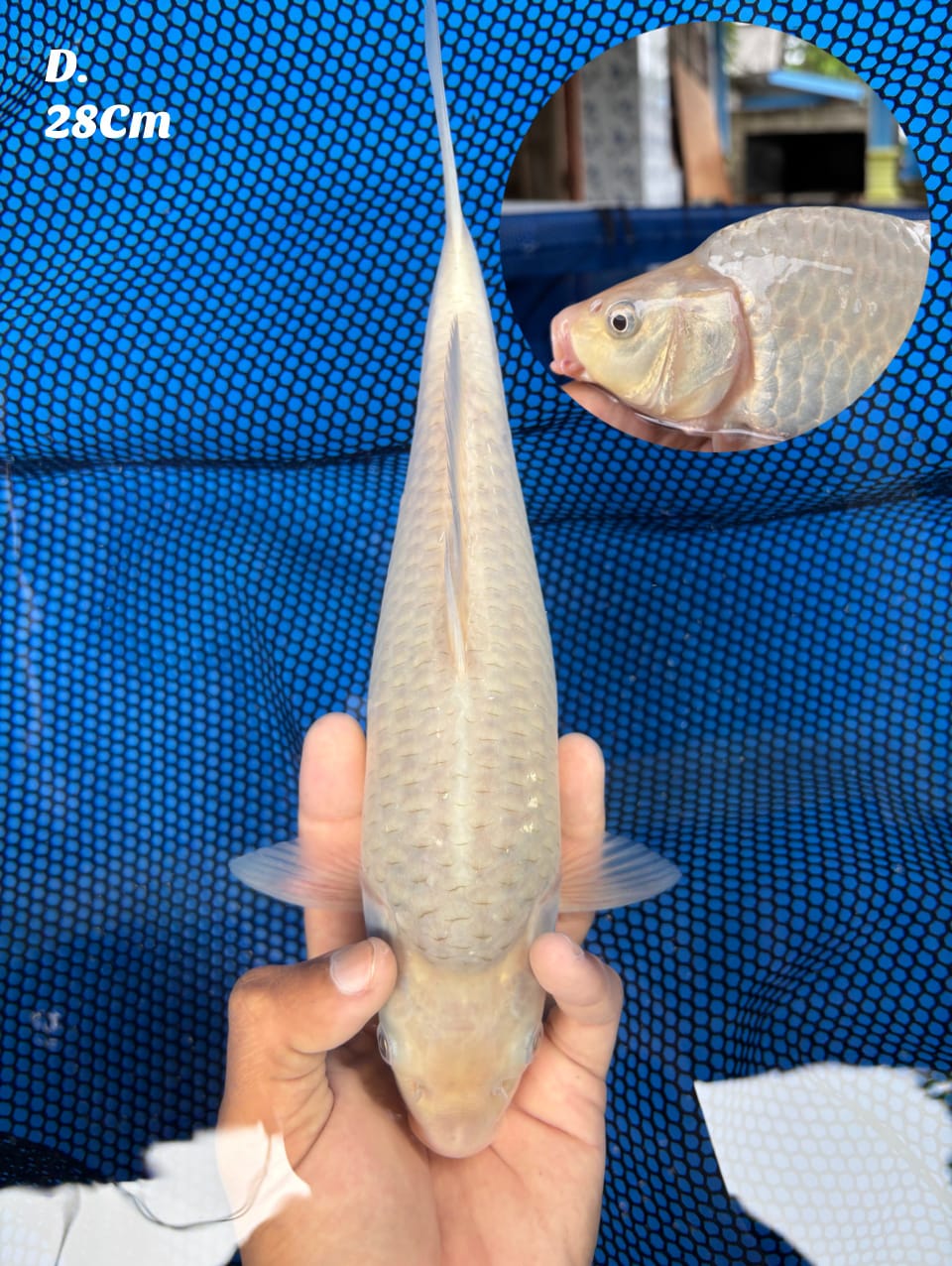 Ikan Koi SUPER SORAMEL OVER PUNUK MADINA AZIZ 28cm, lelang koi SUPER SORAMEL OVER PUNUK MADINA AZIZ 28cm, jual koi SUPER SORAMEL OVER PUNUK MADINA AZIZ 28cm, beli koi SUPER SORAMEL OVER PUNUK MADINA AZIZ 28cm, Lelang Koi Online, Jual Beli Ikan Koi, Pusat Jual Beli Koi, Info Lelang Koi Hari Ini, Platform Jual Beli Koi, Jual Beli Ikan Koi Online, Marketplace Ikan Koi, Jual Koi Terbaik, Tempat Beli Koi Berkualitas, Pasar Ikan Koi Online Terpercaya, Penjual Ikan Koi Terpercaya, Beli Koi Hias Online, Ikan Koi untuk Dijual, Koi Kualitas Terbaik, Toko Online Ikan Koi, Koi Hias Untuk Dijual, Jual Beli Ikan Koi Lokal, Koi Indonesia Online, Pusat Jual Beli Koi Terbesar