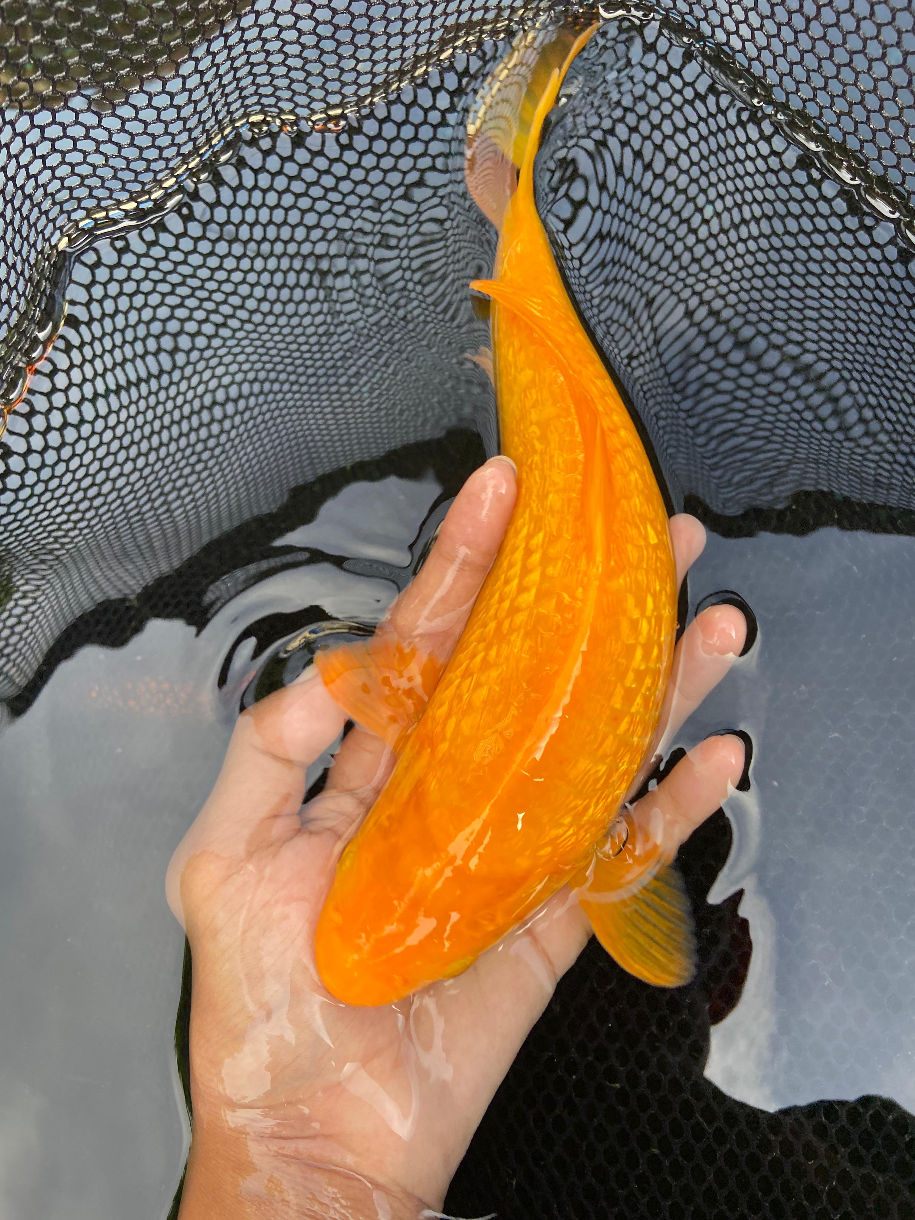 Ikan Koi KARASI GINRIN 29cm, lelang koi KARASI GINRIN 29cm, jual koi KARASI GINRIN 29cm, beli koi KARASI GINRIN 29cm, Lelang Koi Online, Jual Beli Ikan Koi, Pusat Jual Beli Koi, Info Lelang Koi Hari Ini, Platform Jual Beli Koi, Jual Beli Ikan Koi Online, Marketplace Ikan Koi, Jual Koi Terbaik, Tempat Beli Koi Berkualitas, Pasar Ikan Koi Online Terpercaya, Penjual Ikan Koi Terpercaya, Beli Koi Hias Online, Ikan Koi untuk Dijual, Koi Kualitas Terbaik, Toko Online Ikan Koi, Koi Hias Untuk Dijual, Jual Beli Ikan Koi Lokal, Koi Indonesia Online, Pusat Jual Beli Koi Terbesar