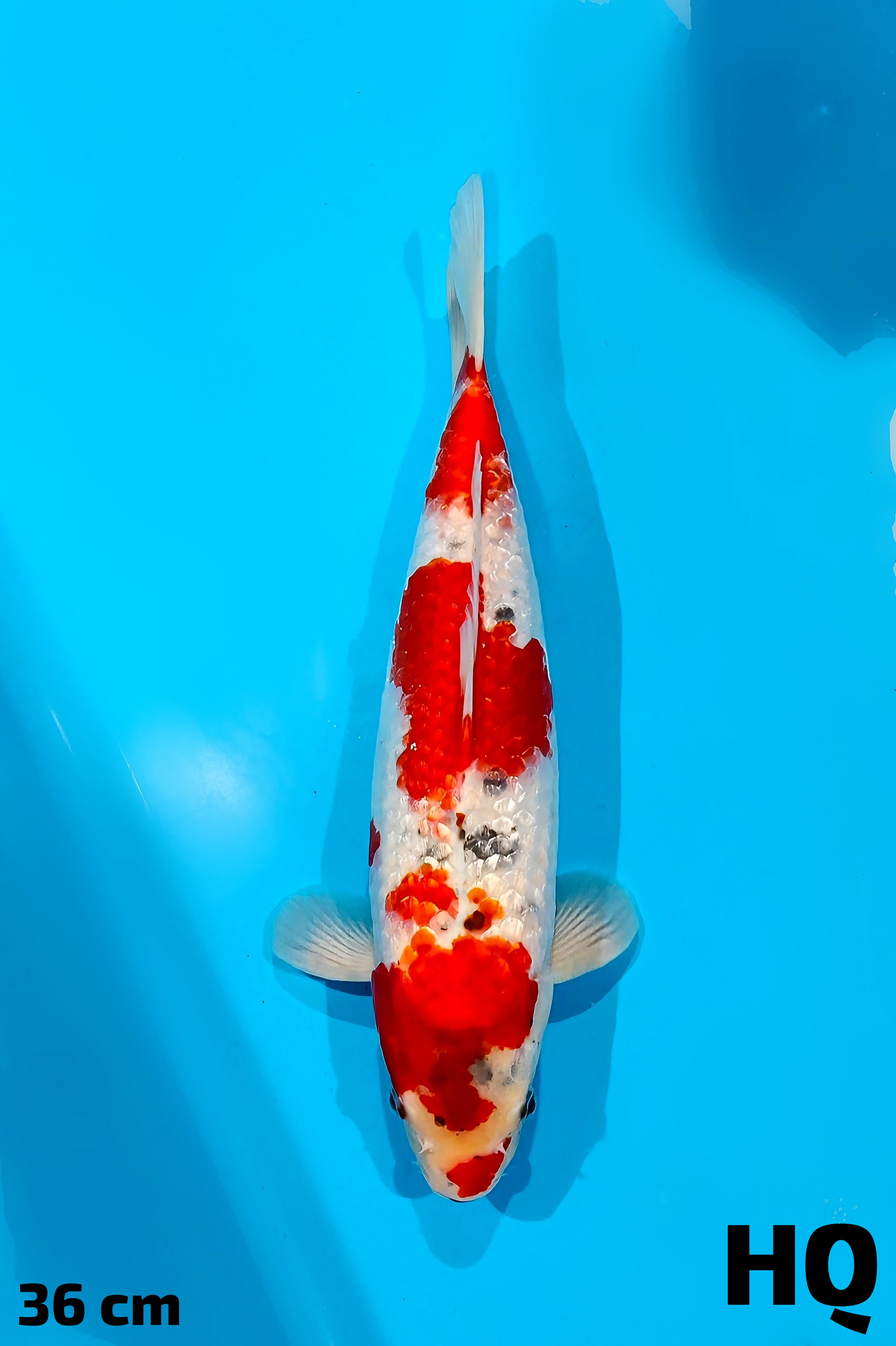 Ikan Koi GOSHIKI GINRIN HQ 36cm, lelang koi GOSHIKI GINRIN HQ 36cm, jual koi GOSHIKI GINRIN HQ 36cm, beli koi GOSHIKI GINRIN HQ 36cm, Lelang Koi Online, Jual Beli Ikan Koi, Pusat Jual Beli Koi, Info Lelang Koi Hari Ini, Platform Jual Beli Koi, Jual Beli Ikan Koi Online, Marketplace Ikan Koi, Jual Koi Terbaik, Tempat Beli Koi Berkualitas, Pasar Ikan Koi Online Terpercaya, Penjual Ikan Koi Terpercaya, Beli Koi Hias Online, Ikan Koi untuk Dijual, Koi Kualitas Terbaik, Toko Online Ikan Koi, Koi Hias Untuk Dijual, Jual Beli Ikan Koi Lokal, Koi Indonesia Online, Pusat Jual Beli Koi Terbesar