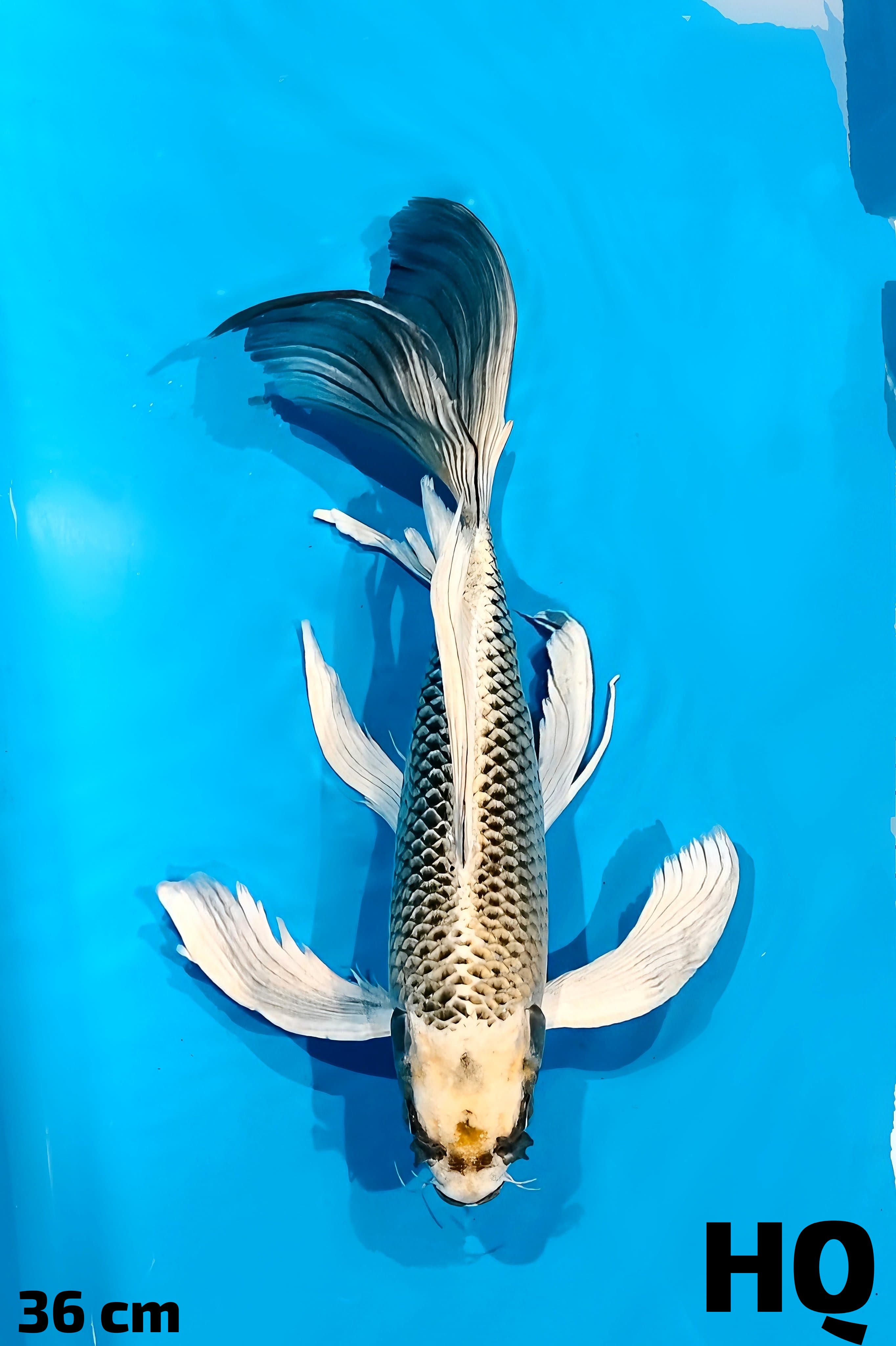 Ikan Koi KUMPAY MUKASI GONDRONG HQ 36cm, lelang koi KUMPAY MUKASI GONDRONG HQ 36cm, jual koi KUMPAY MUKASI GONDRONG HQ 36cm, beli koi KUMPAY MUKASI GONDRONG HQ 36cm, Lelang Koi Online, Jual Beli Ikan Koi, Pusat Jual Beli Koi, Info Lelang Koi Hari Ini, Platform Jual Beli Koi, Jual Beli Ikan Koi Online, Marketplace Ikan Koi, Jual Koi Terbaik, Tempat Beli Koi Berkualitas, Pasar Ikan Koi Online Terpercaya, Penjual Ikan Koi Terpercaya, Beli Koi Hias Online, Ikan Koi untuk Dijual, Koi Kualitas Terbaik, Toko Online Ikan Koi, Koi Hias Untuk Dijual, Jual Beli Ikan Koi Lokal, Koi Indonesia Online, Pusat Jual Beli Koi Terbesar