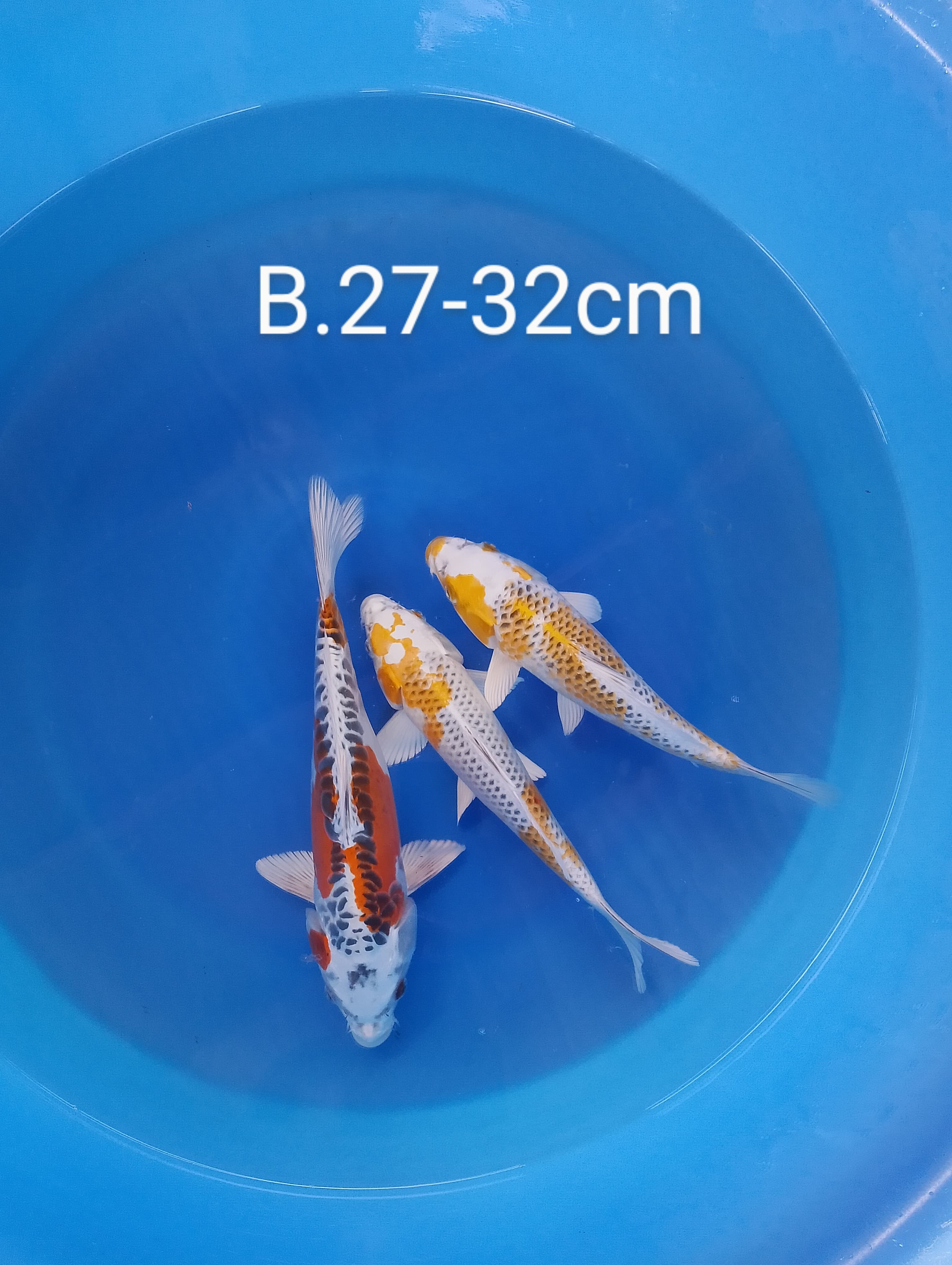 Ikan Koi KUJAKU 3EKR HALUS 2732cm, lelang koi KUJAKU 3EKR HALUS 2732cm, jual koi KUJAKU 3EKR HALUS 2732cm, beli koi KUJAKU 3EKR HALUS 2732cm, Lelang Koi Online, Jual Beli Ikan Koi, Pusat Jual Beli Koi, Info Lelang Koi Hari Ini, Platform Jual Beli Koi, Jual Beli Ikan Koi Online, Marketplace Ikan Koi, Jual Koi Terbaik, Tempat Beli Koi Berkualitas, Pasar Ikan Koi Online Terpercaya, Penjual Ikan Koi Terpercaya, Beli Koi Hias Online, Ikan Koi untuk Dijual, Koi Kualitas Terbaik, Toko Online Ikan Koi, Koi Hias Untuk Dijual, Jual Beli Ikan Koi Lokal, Koi Indonesia Online, Pusat Jual Beli Koi Terbesar