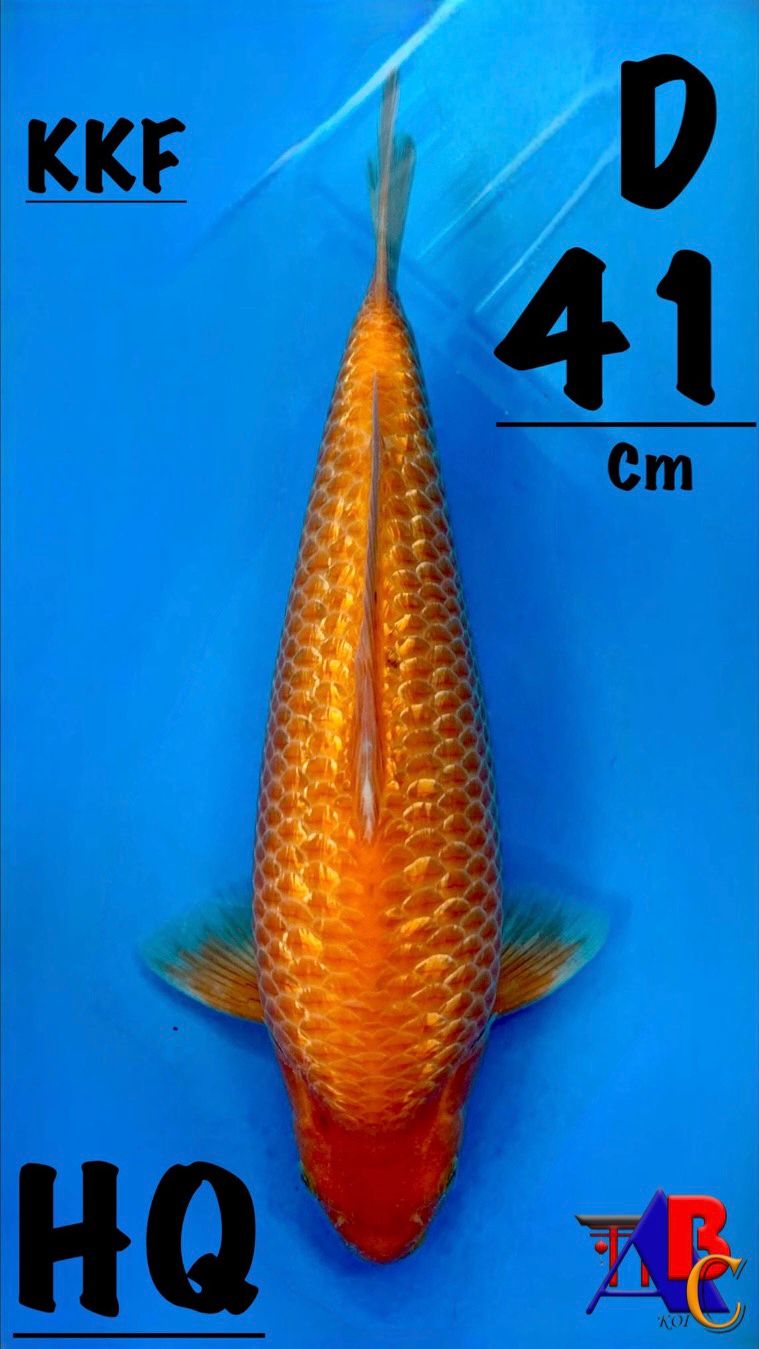 Ikan Koi HQ GINRIN RED KARASI RING RAPI PUNUK BAGUS BODI TORPEDO BY KKF 41cm, lelang koi HQ GINRIN RED KARASI RING RAPI PUNUK BAGUS BODI TORPEDO BY KKF 41cm, jual koi HQ GINRIN RED KARASI RING RAPI PUNUK BAGUS BODI TORPEDO BY KKF 41cm, beli koi HQ GINRIN RED KARASI RING RAPI PUNUK BAGUS BODI TORPEDO BY KKF 41cm, Lelang Koi Online, Jual Beli Ikan Koi, Pusat Jual Beli Koi, Info Lelang Koi Hari Ini, Platform Jual Beli Koi, Jual Beli Ikan Koi Online, Marketplace Ikan Koi, Jual Koi Terbaik, Tempat Beli Koi Berkualitas, Pasar Ikan Koi Online Terpercaya, Penjual Ikan Koi Terpercaya, Beli Koi Hias Online, Ikan Koi untuk Dijual, Koi Kualitas Terbaik, Toko Online Ikan Koi, Koi Hias Untuk Dijual, Jual Beli Ikan Koi Lokal, Koi Indonesia Online, Pusat Jual Beli Koi Terbesar