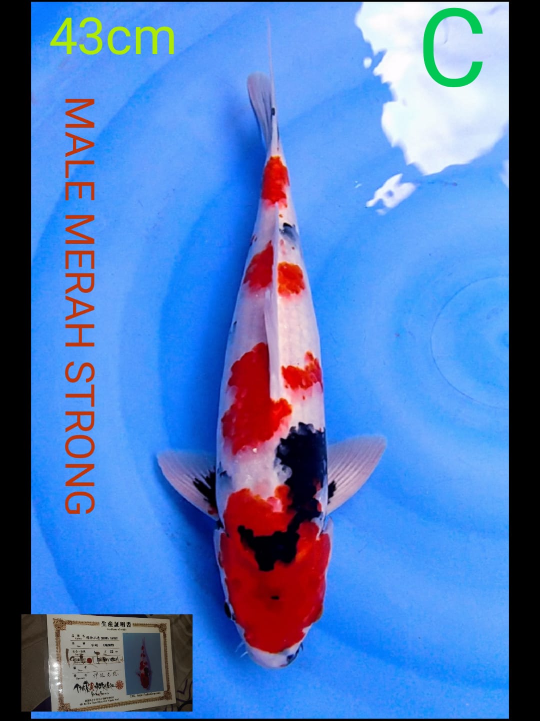 Ikan Koi SHOWA IMPORT ISA KOI FARM MALE 43cm, lelang koi SHOWA IMPORT ISA KOI FARM MALE 43cm, jual koi SHOWA IMPORT ISA KOI FARM MALE 43cm, beli koi SHOWA IMPORT ISA KOI FARM MALE 43cm, Lelang Koi Online, Jual Beli Ikan Koi, Pusat Jual Beli Koi, Info Lelang Koi Hari Ini, Platform Jual Beli Koi, Jual Beli Ikan Koi Online, Marketplace Ikan Koi, Jual Koi Terbaik, Tempat Beli Koi Berkualitas, Pasar Ikan Koi Online Terpercaya, Penjual Ikan Koi Terpercaya, Beli Koi Hias Online, Ikan Koi untuk Dijual, Koi Kualitas Terbaik, Toko Online Ikan Koi, Koi Hias Untuk Dijual, Jual Beli Ikan Koi Lokal, Koi Indonesia Online, Pusat Jual Beli Koi Terbesar